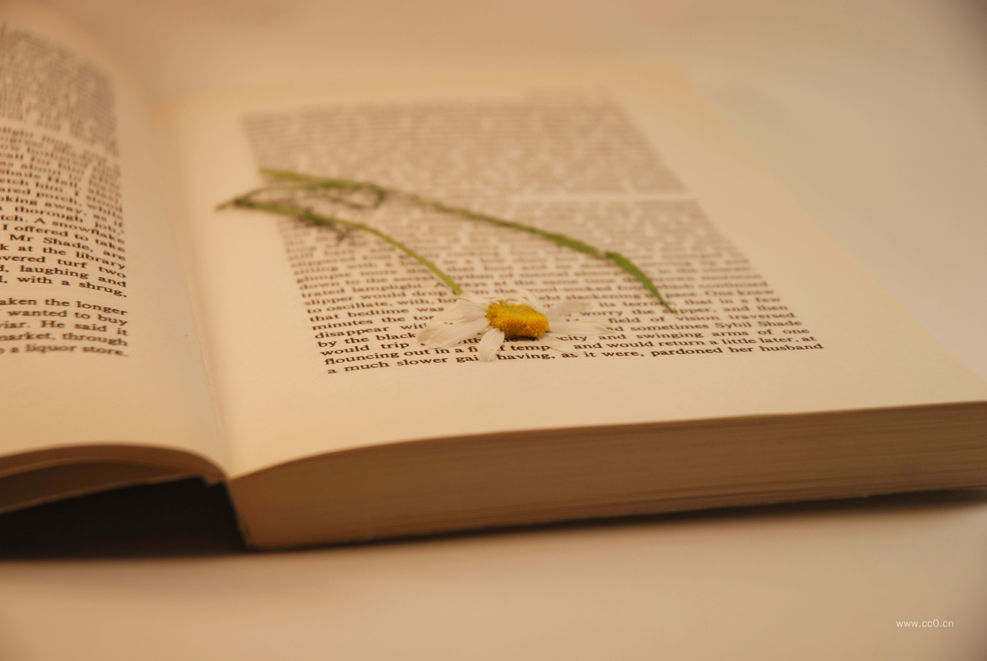 翻开的书籍图片