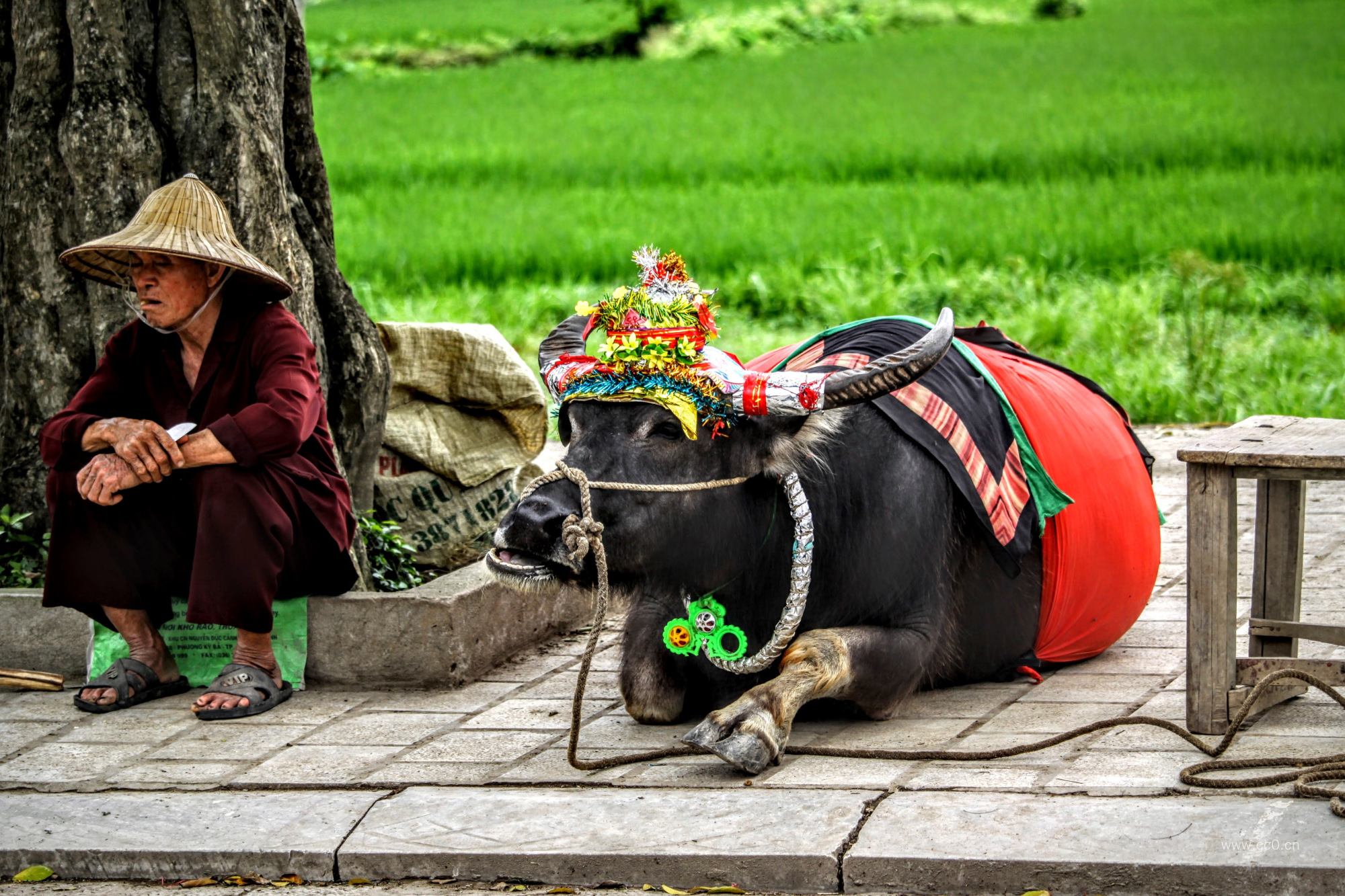 农村坐在地上的老年人与水牛的图片