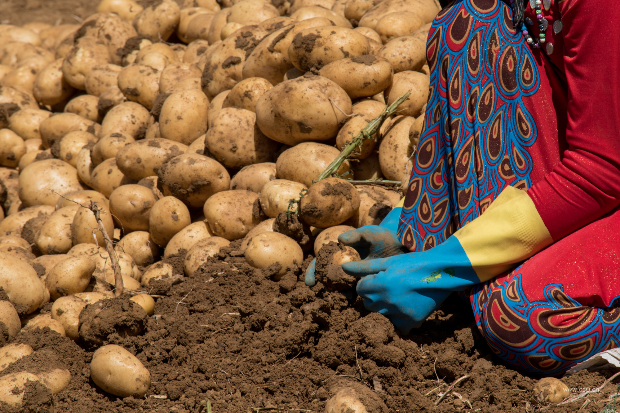 收获土豆的人物