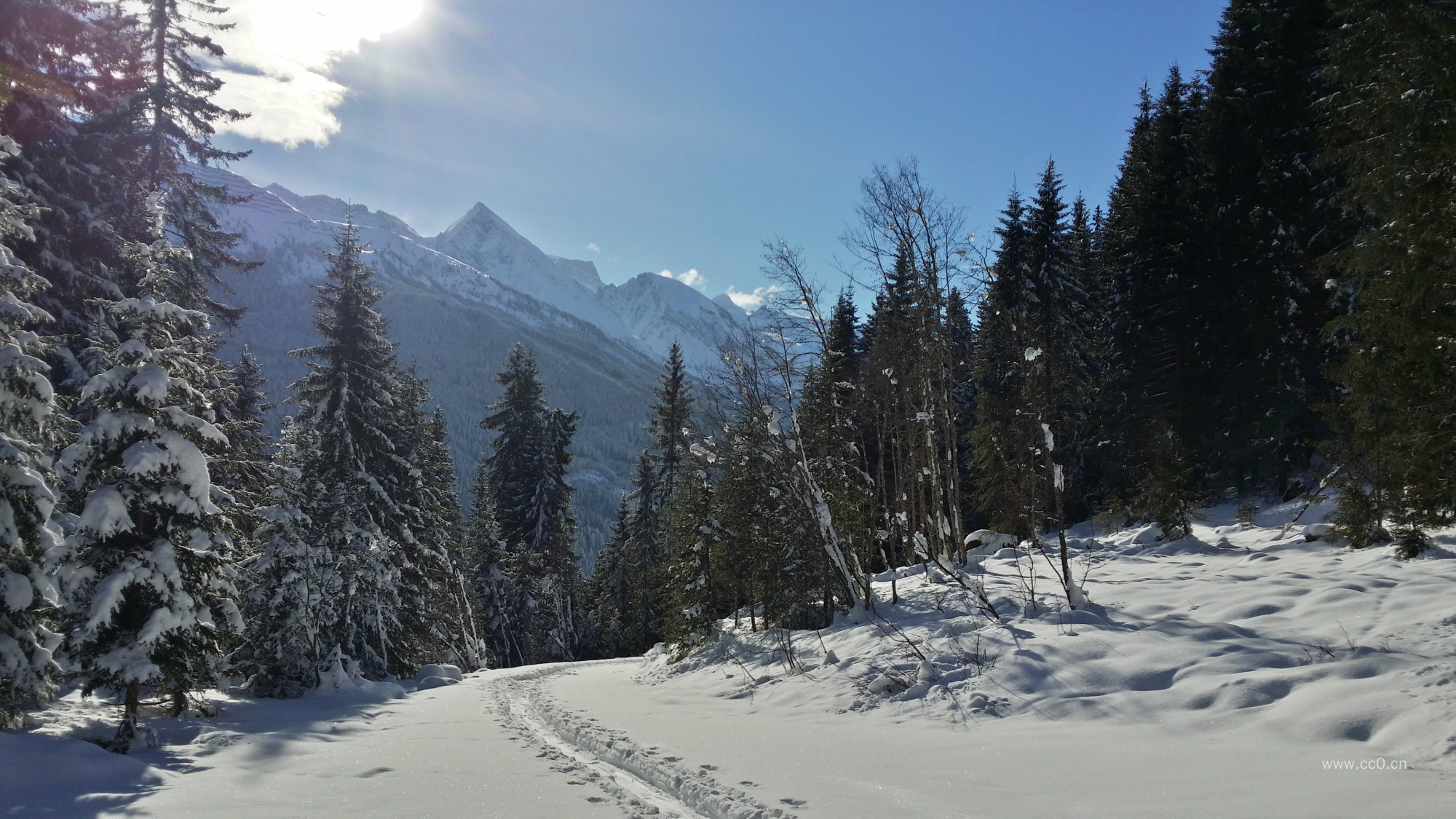 冬天的树林与山