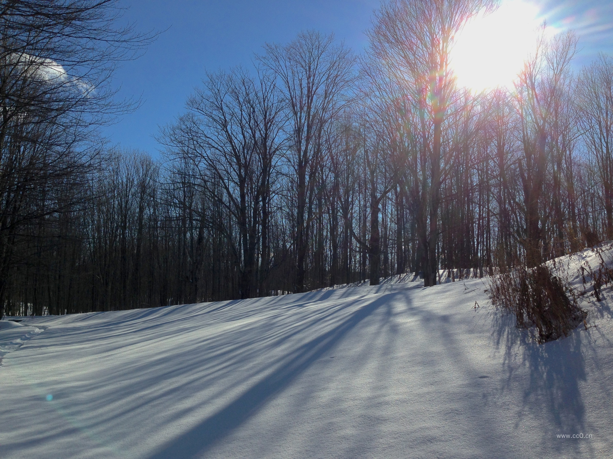冬天的树林与雪地图片