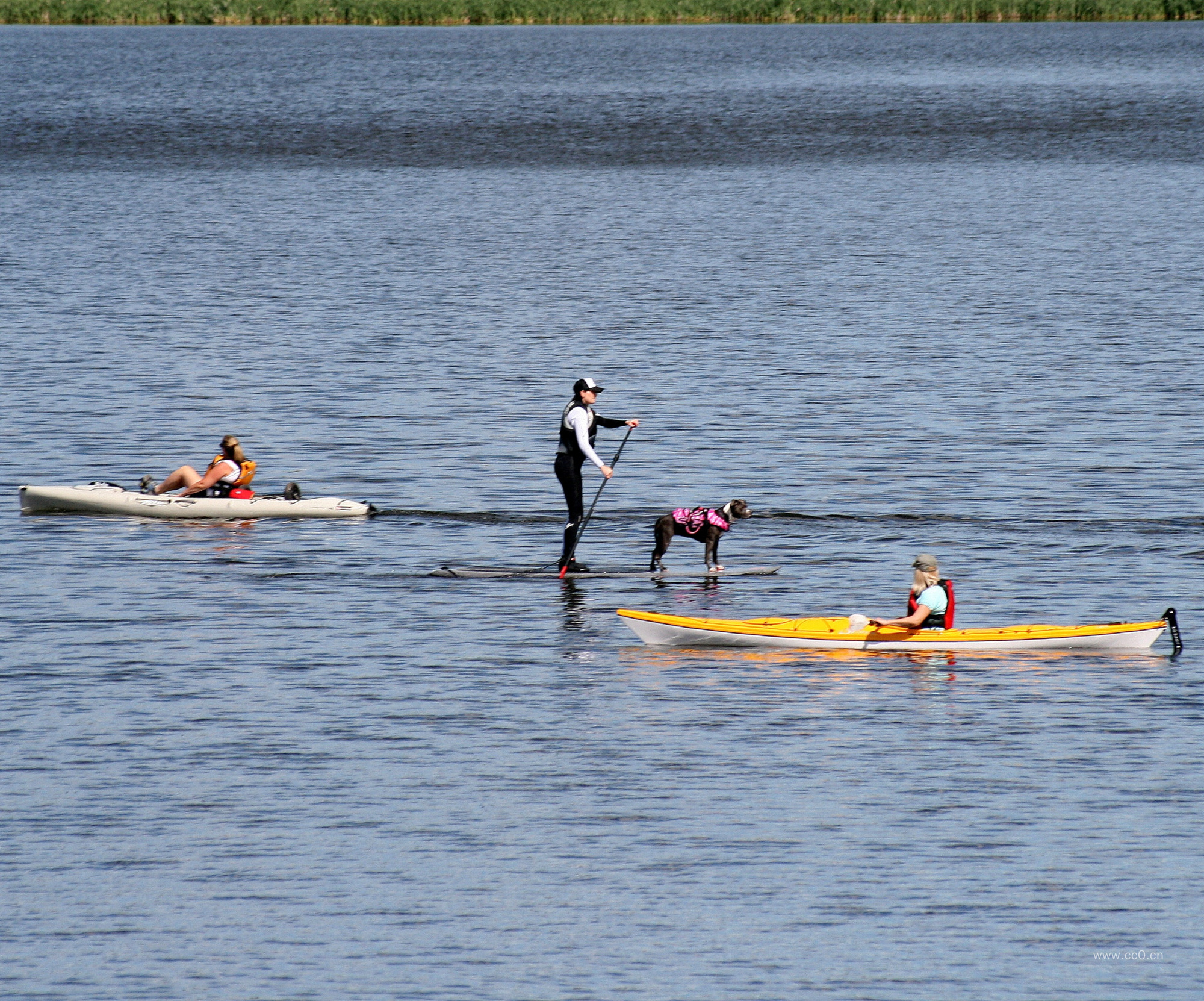 水面划船的人物