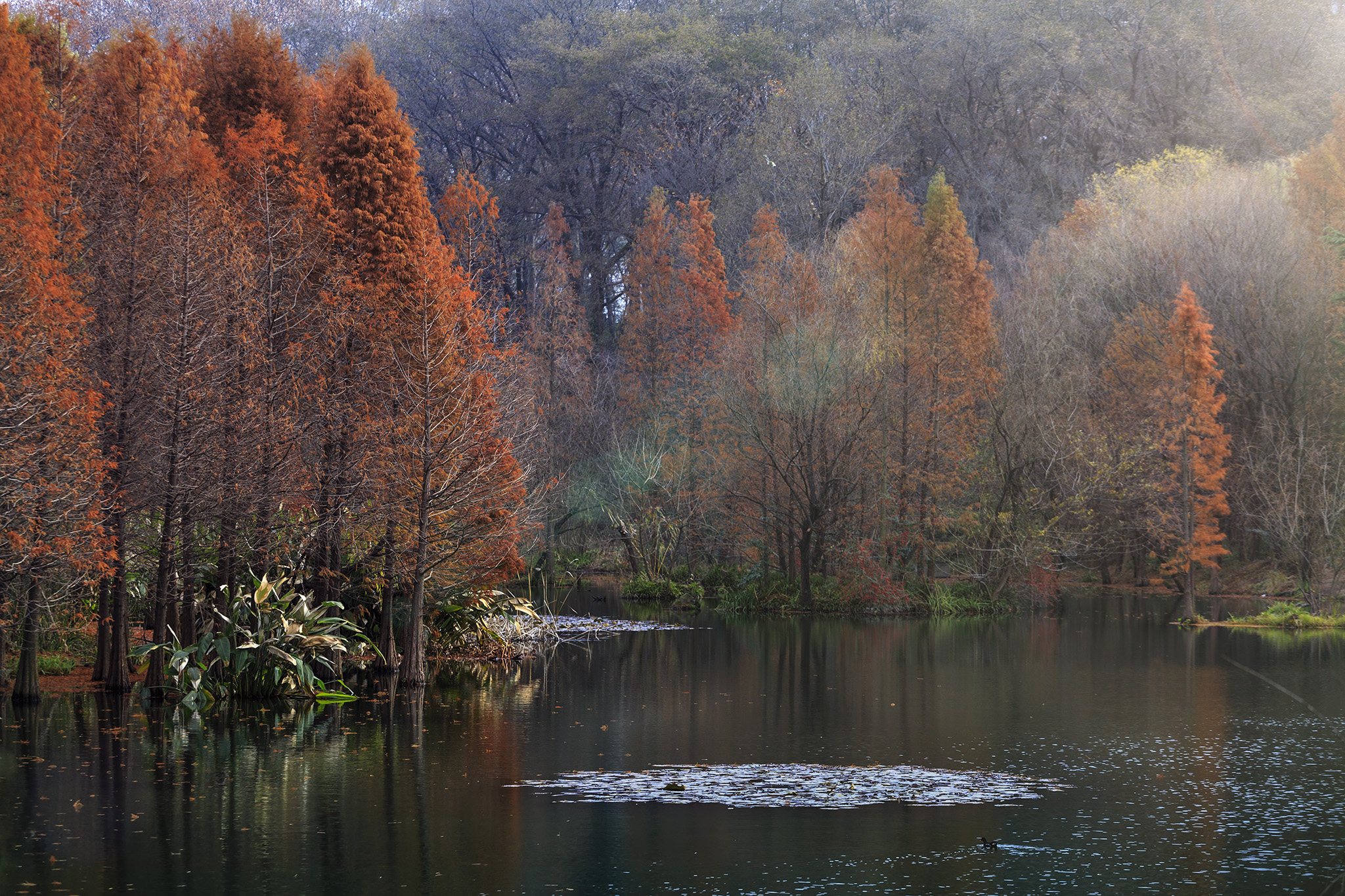 拍摄于南京紫金山燕雀湖南京