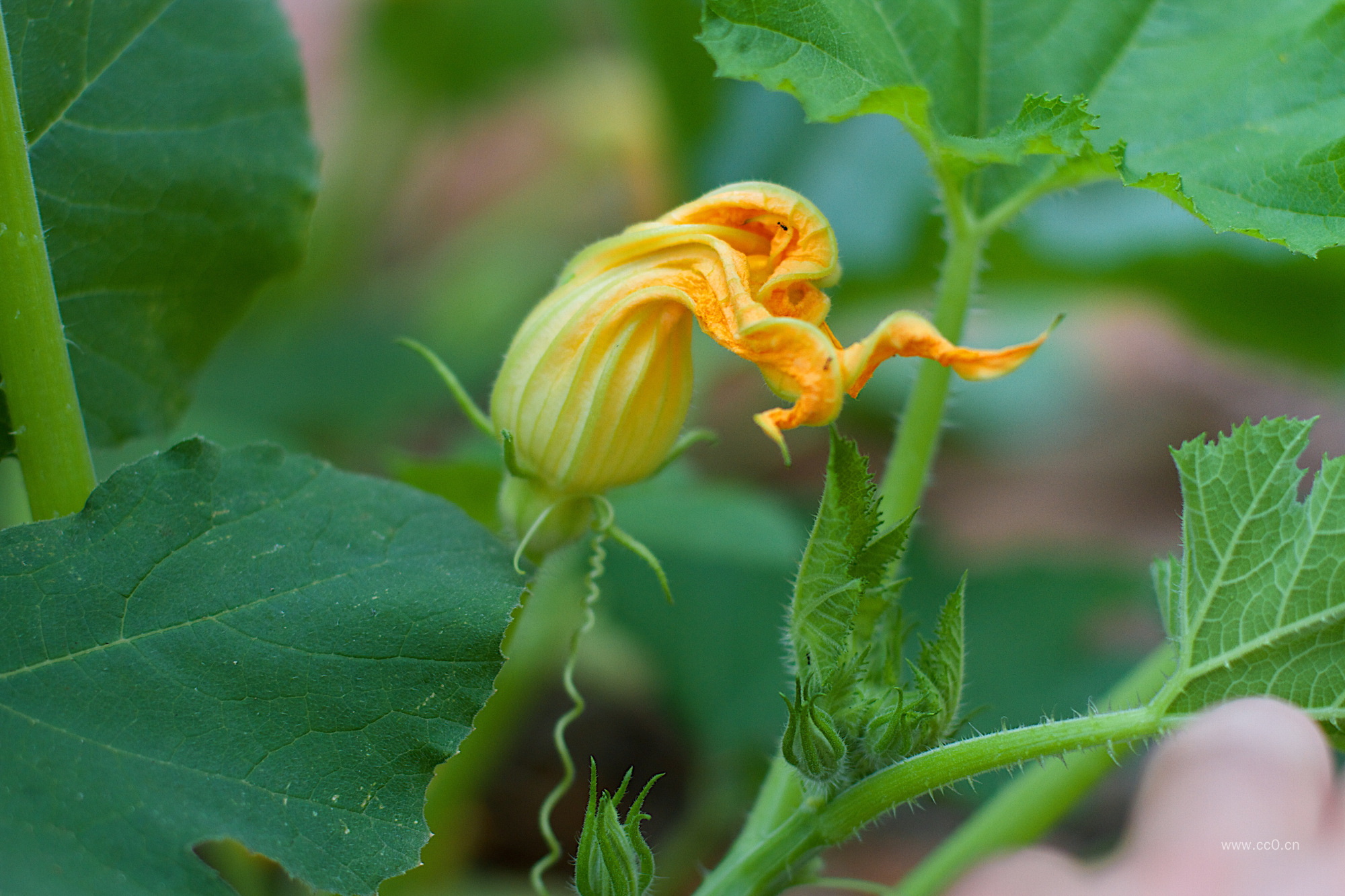 南瓜的花朵