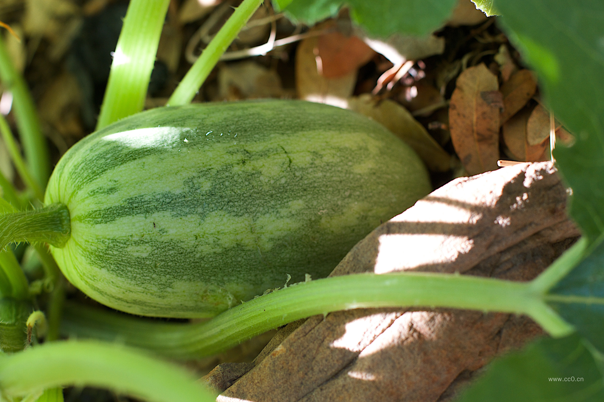 南瓜藤上的南瓜图片
