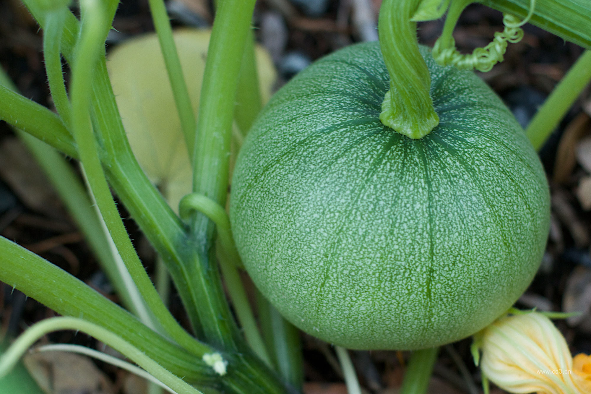 南瓜藤与南瓜图片