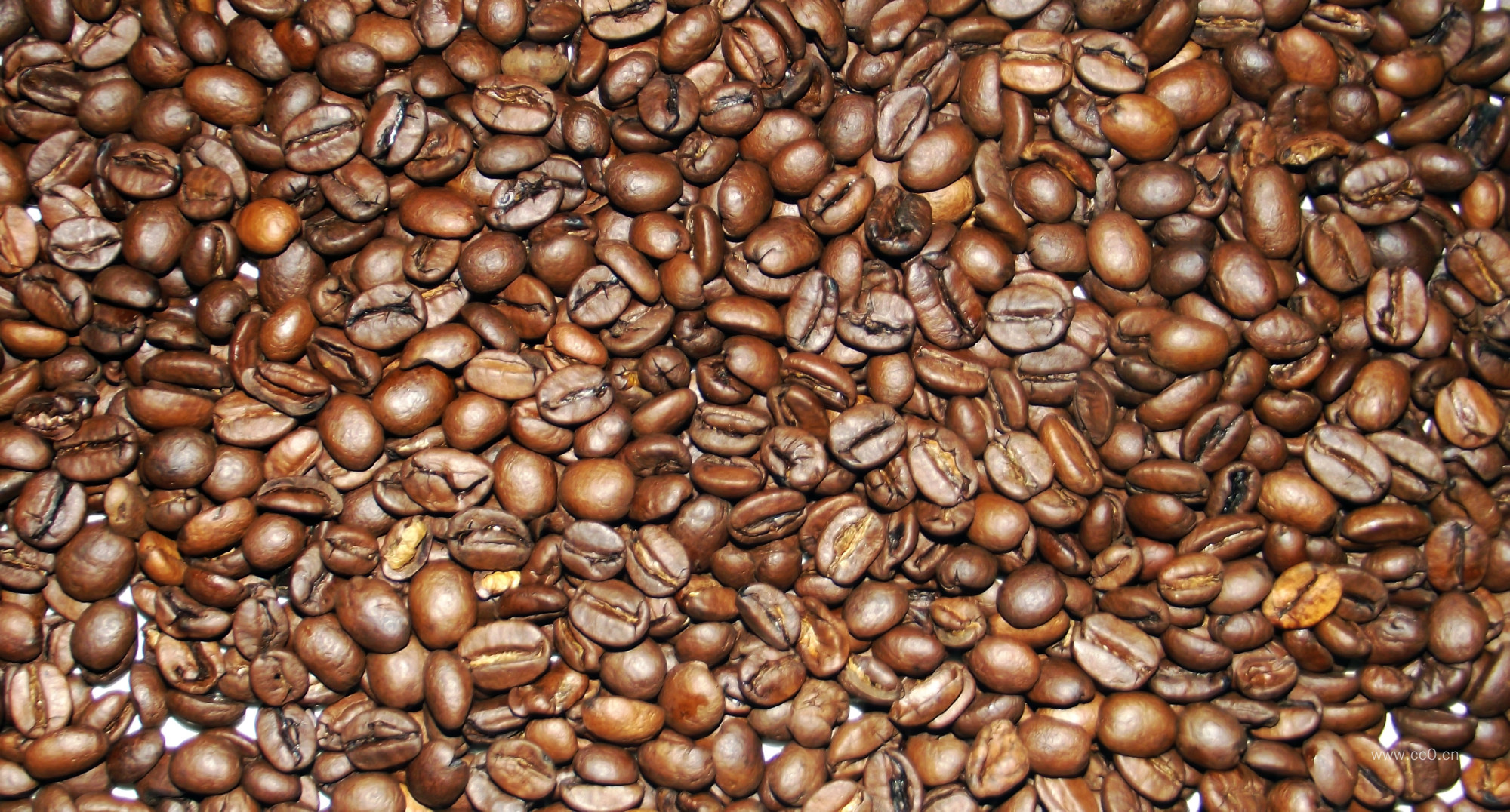咖啡豆种子图片