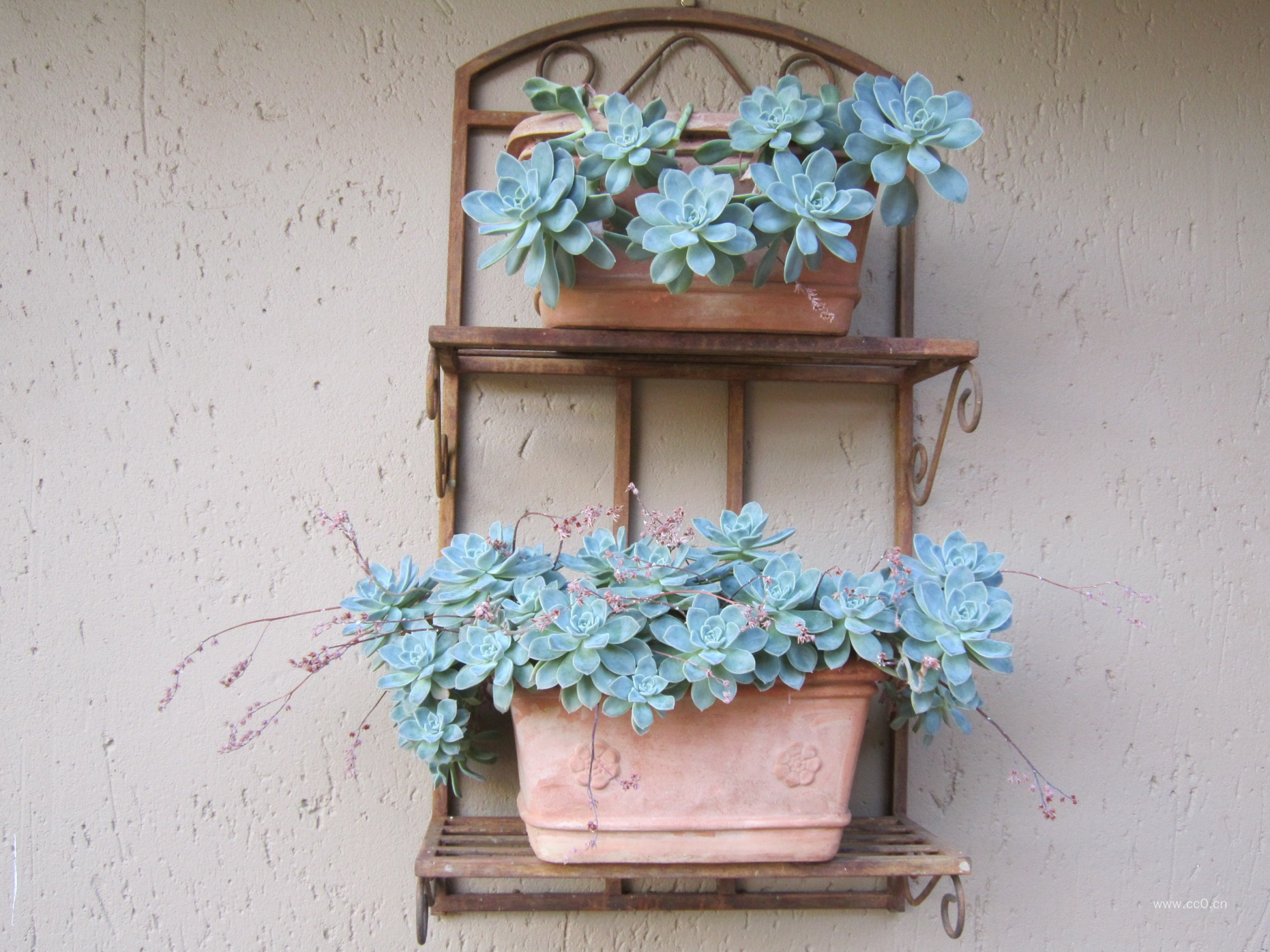 墙壁上的多肉植物盆栽