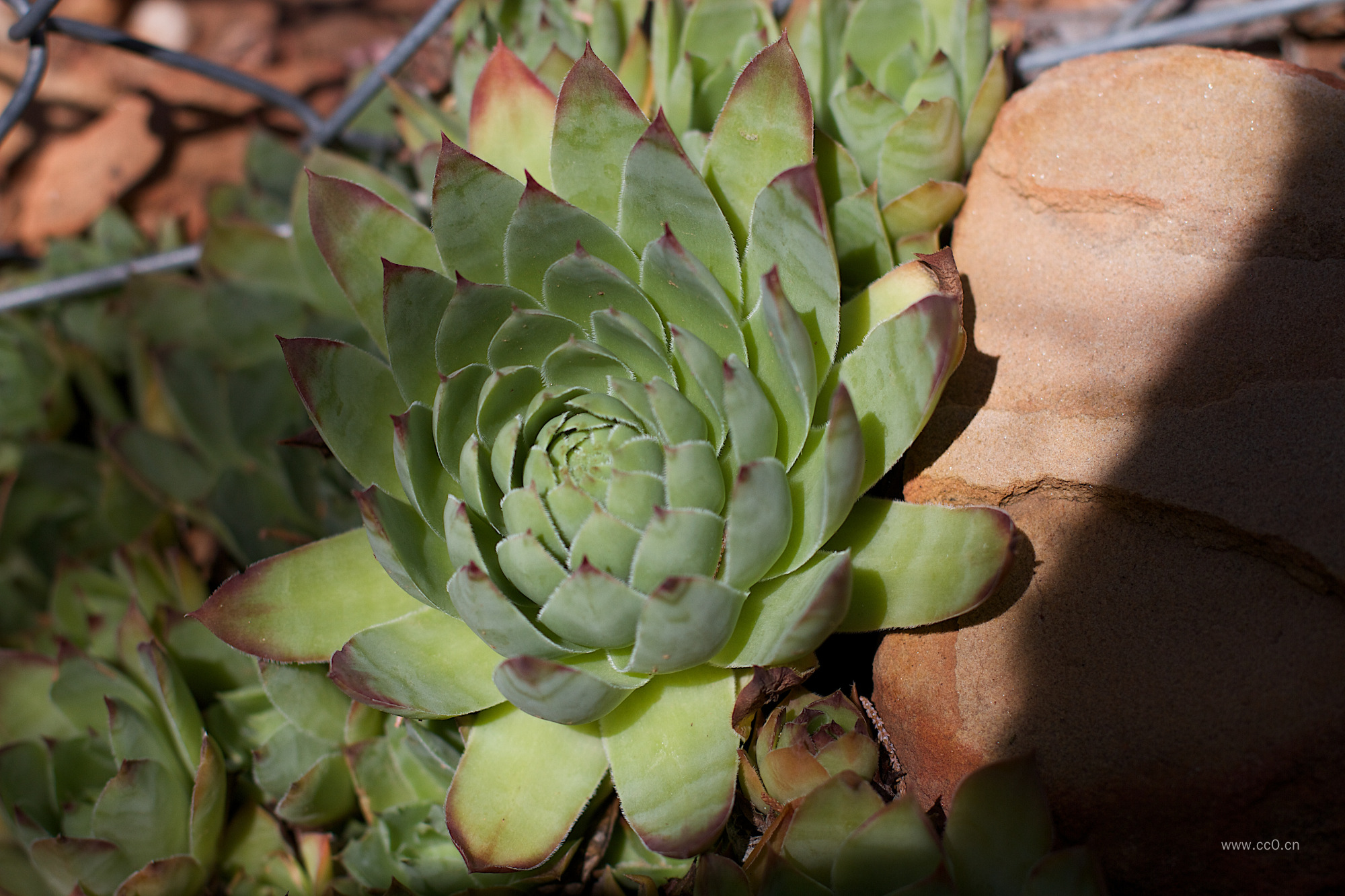 多肉植物观音莲的图片