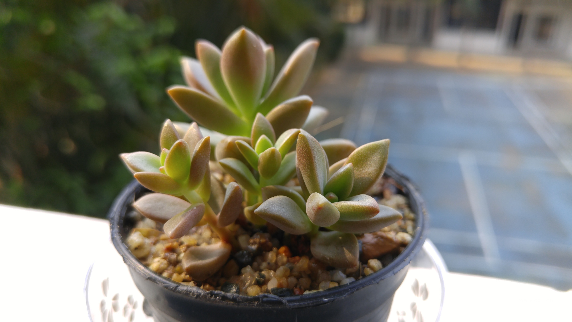 多肉盆栽植物姬胧月的图片