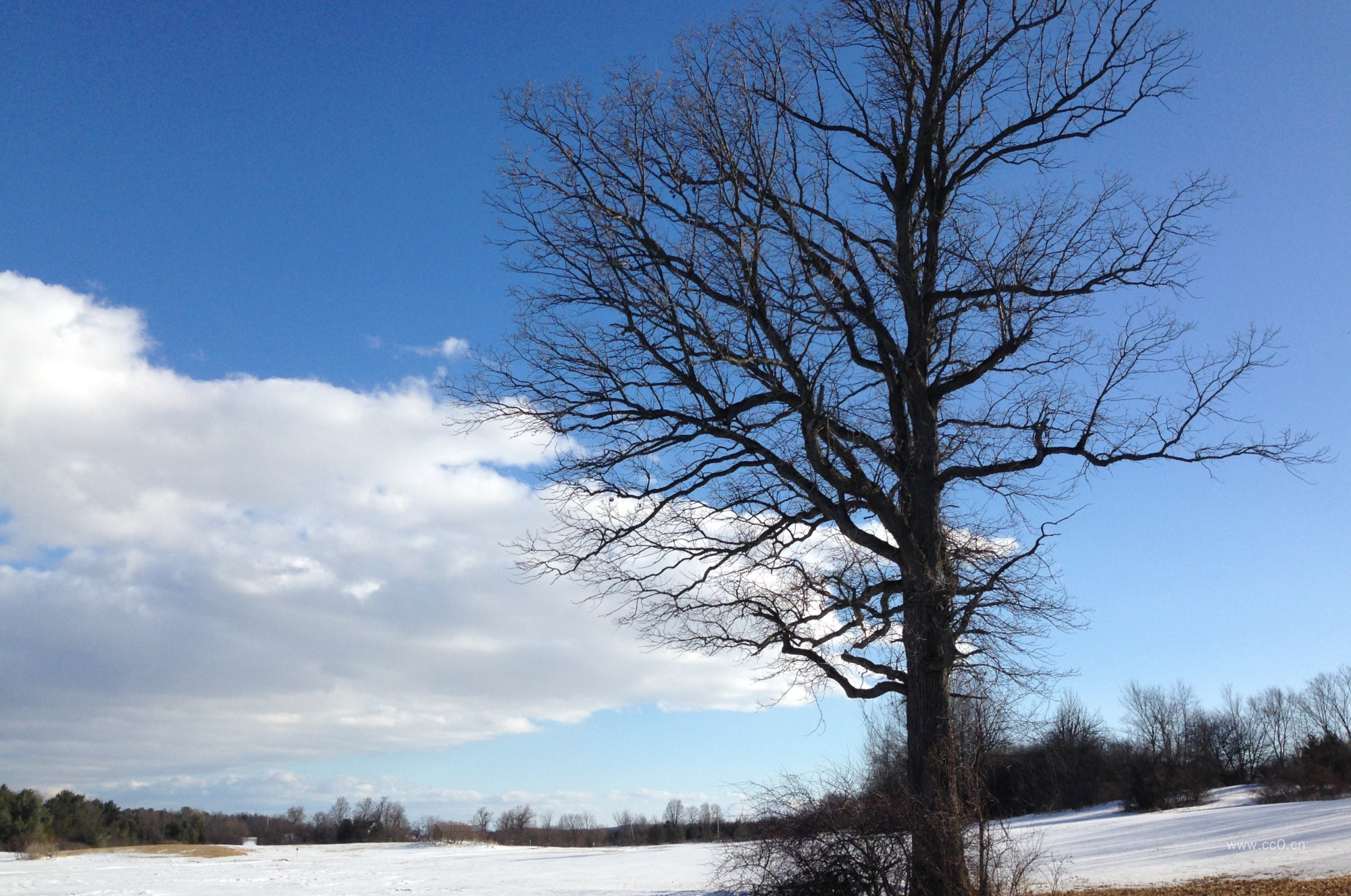 冬天掉光叶子的大树