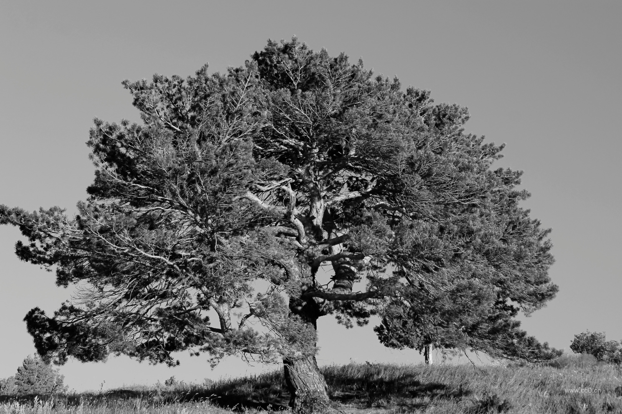 大树黑白图片