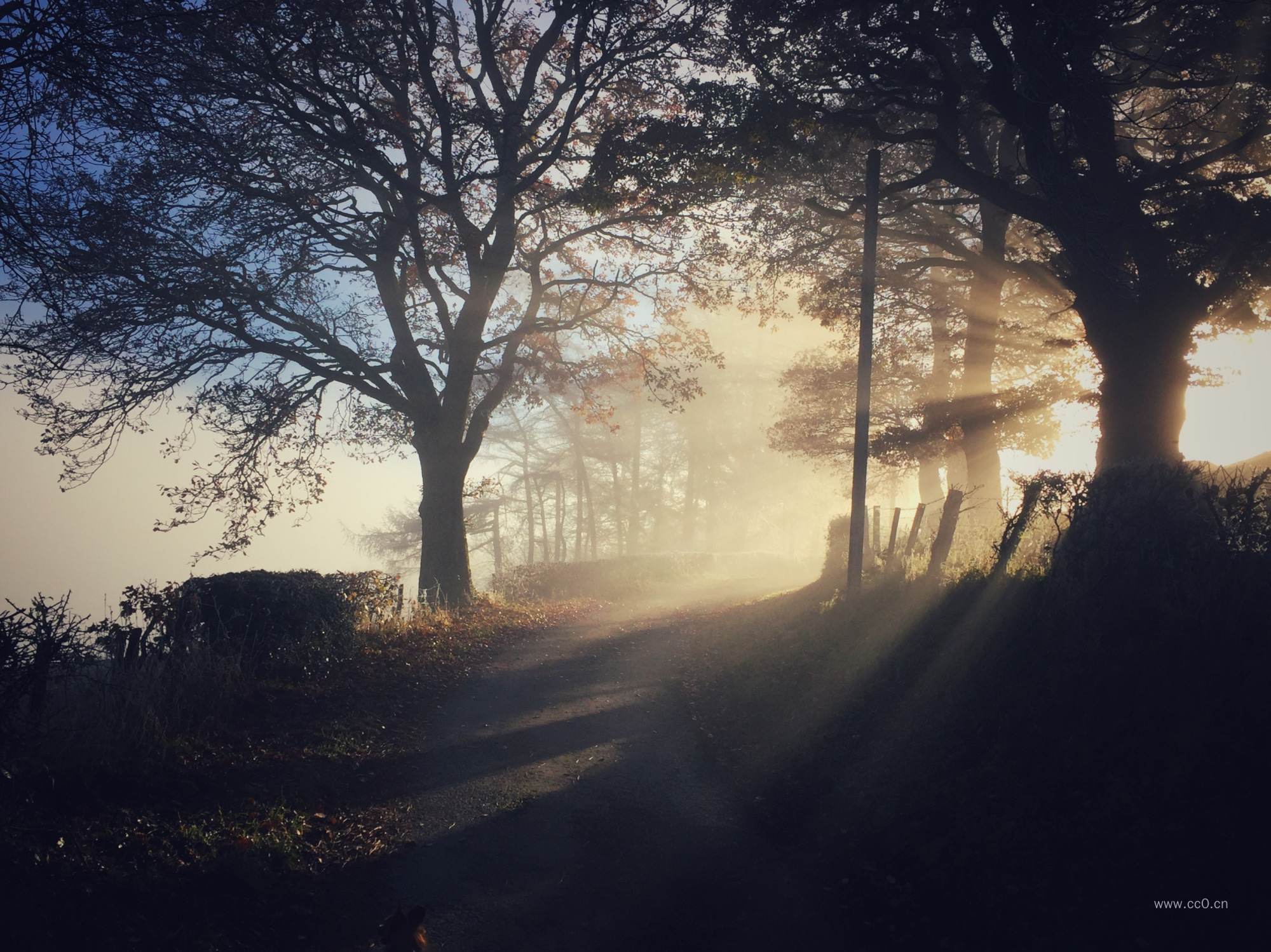 清晨的阳光透过大树照射到道路上