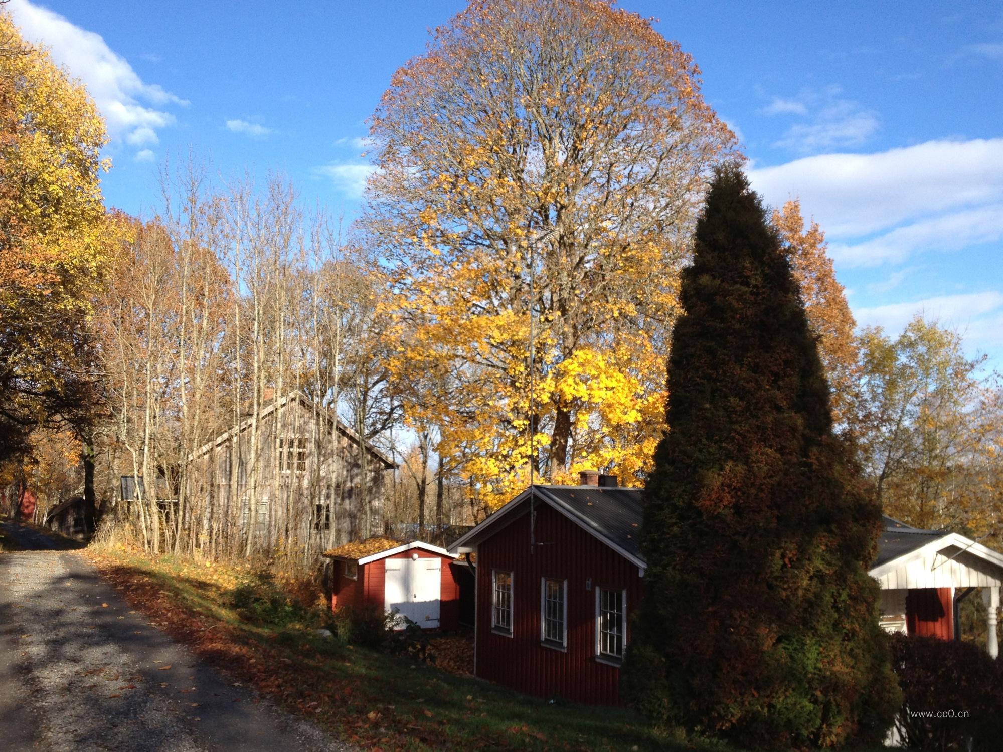 秋天村庄里的大树图片