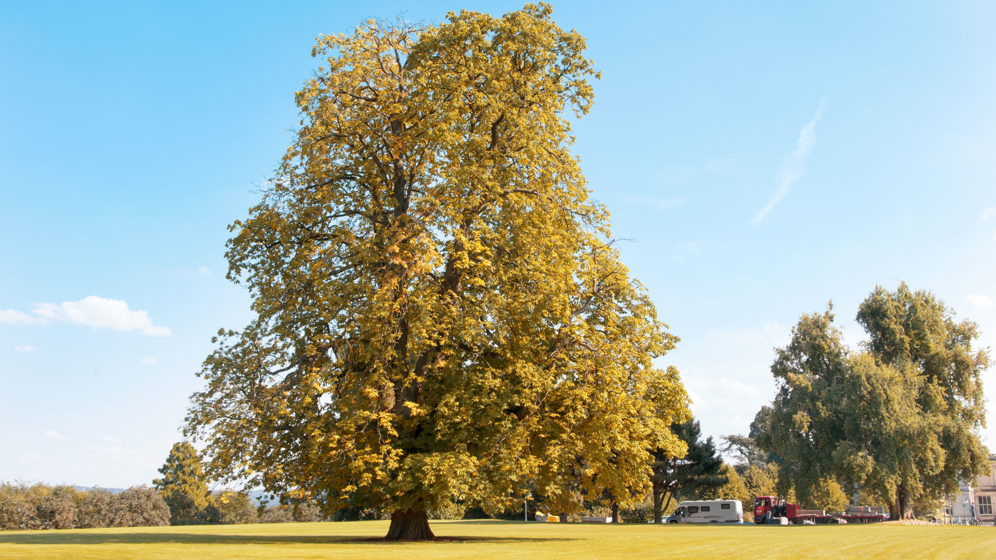 秋天的一棵大树图片