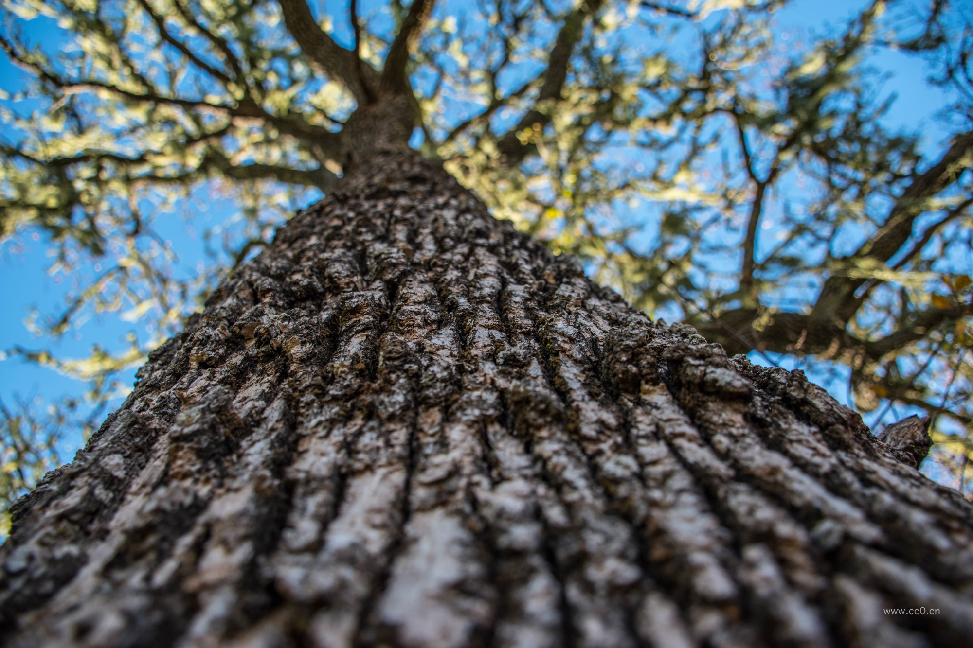 高大的大树与树干树皮