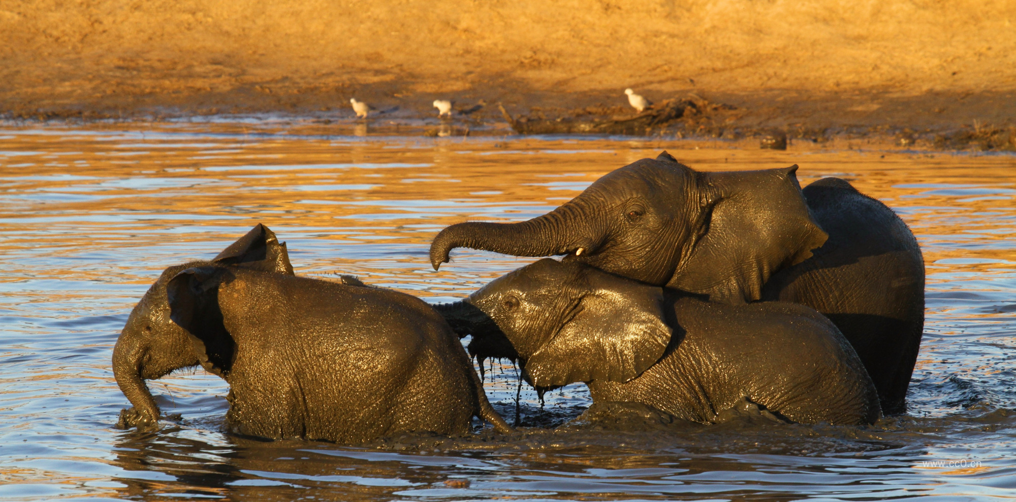 三只大象的图片