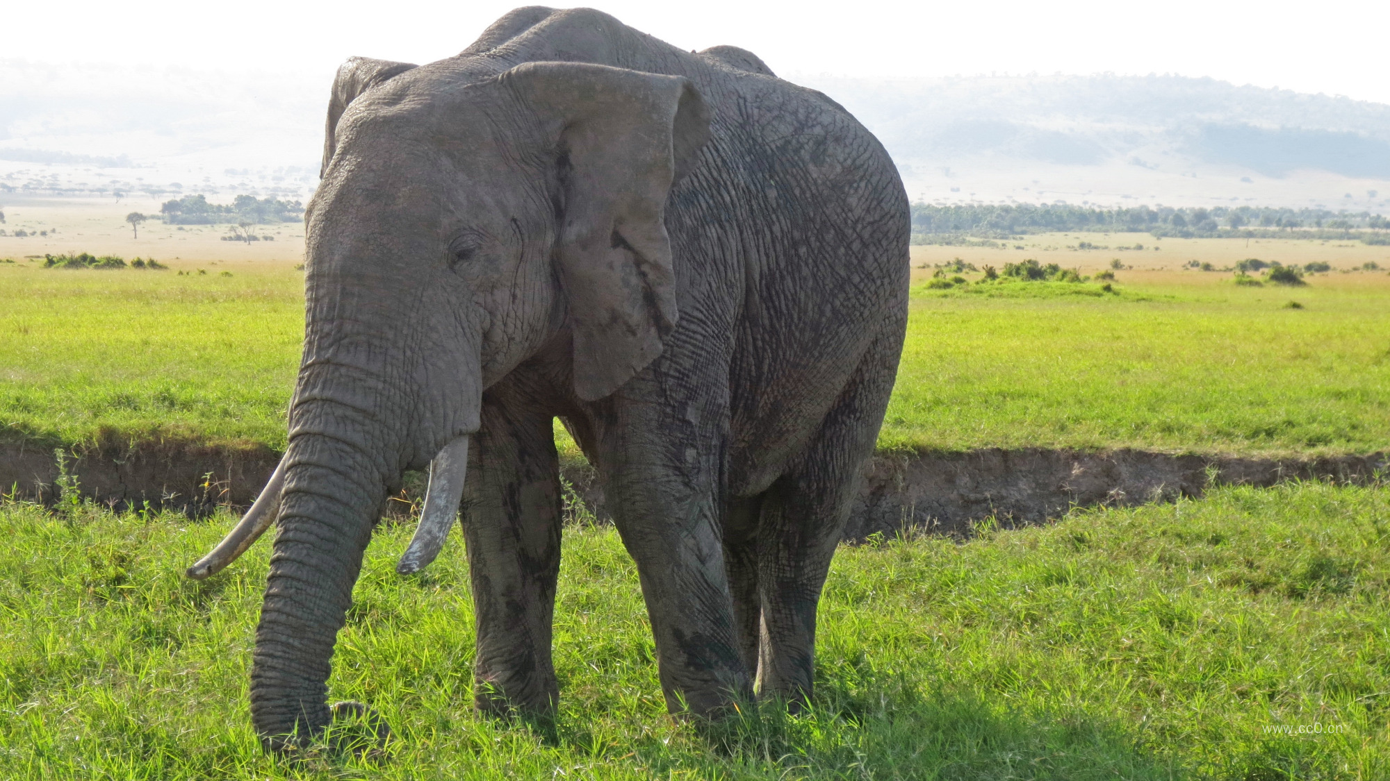 草地上的大象