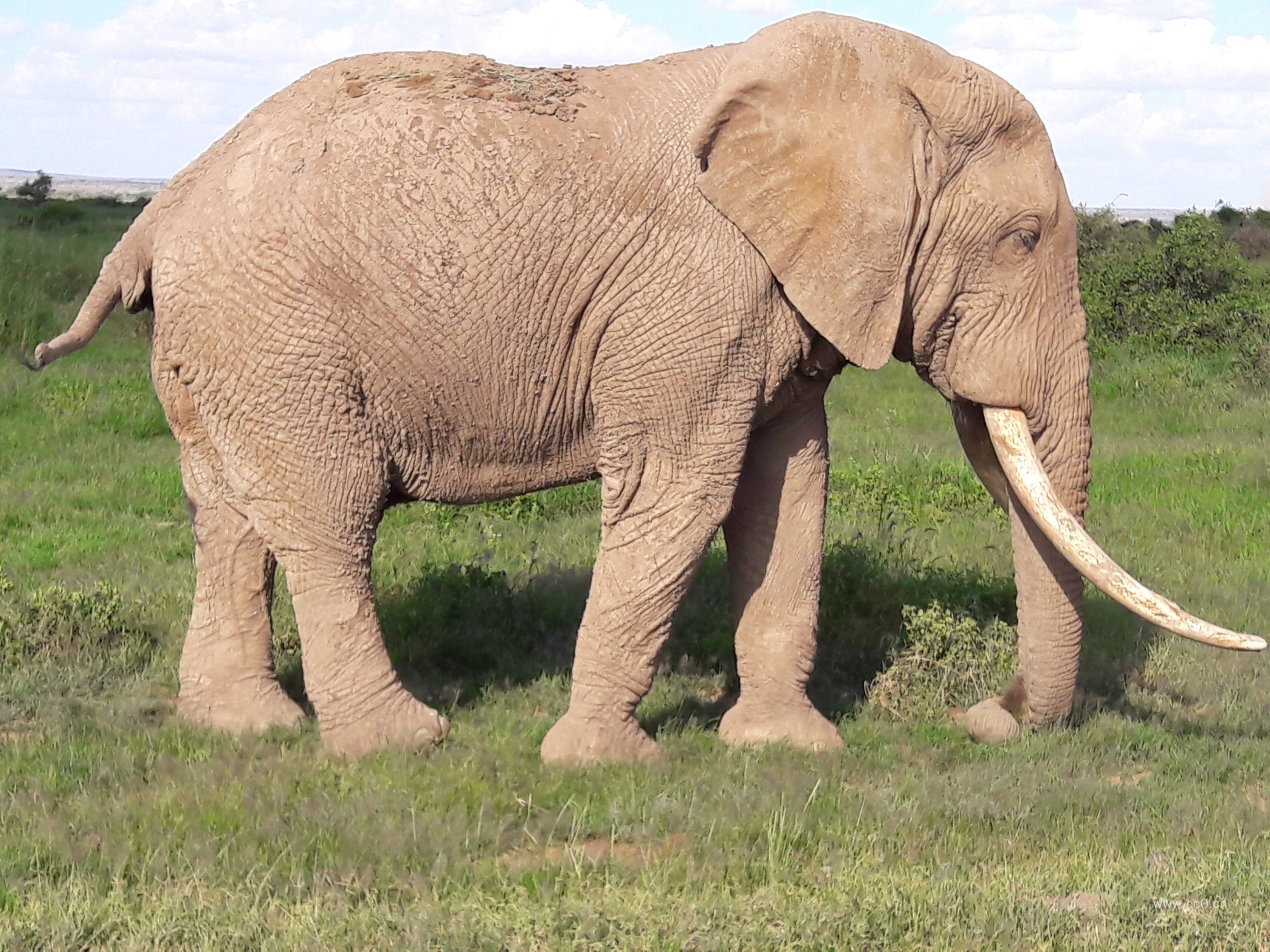 野生动物大象图片