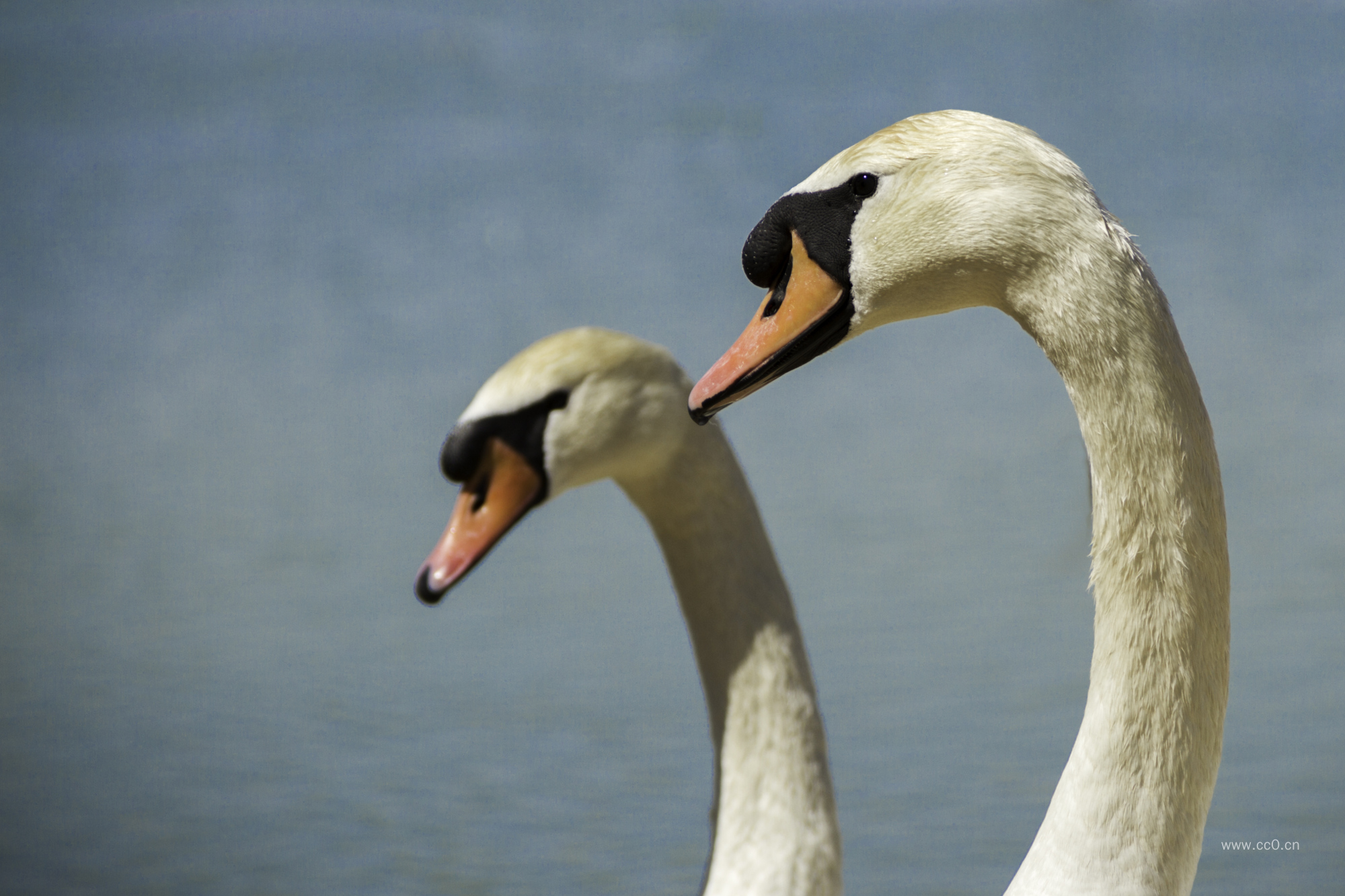 天鹅的头部特写图片