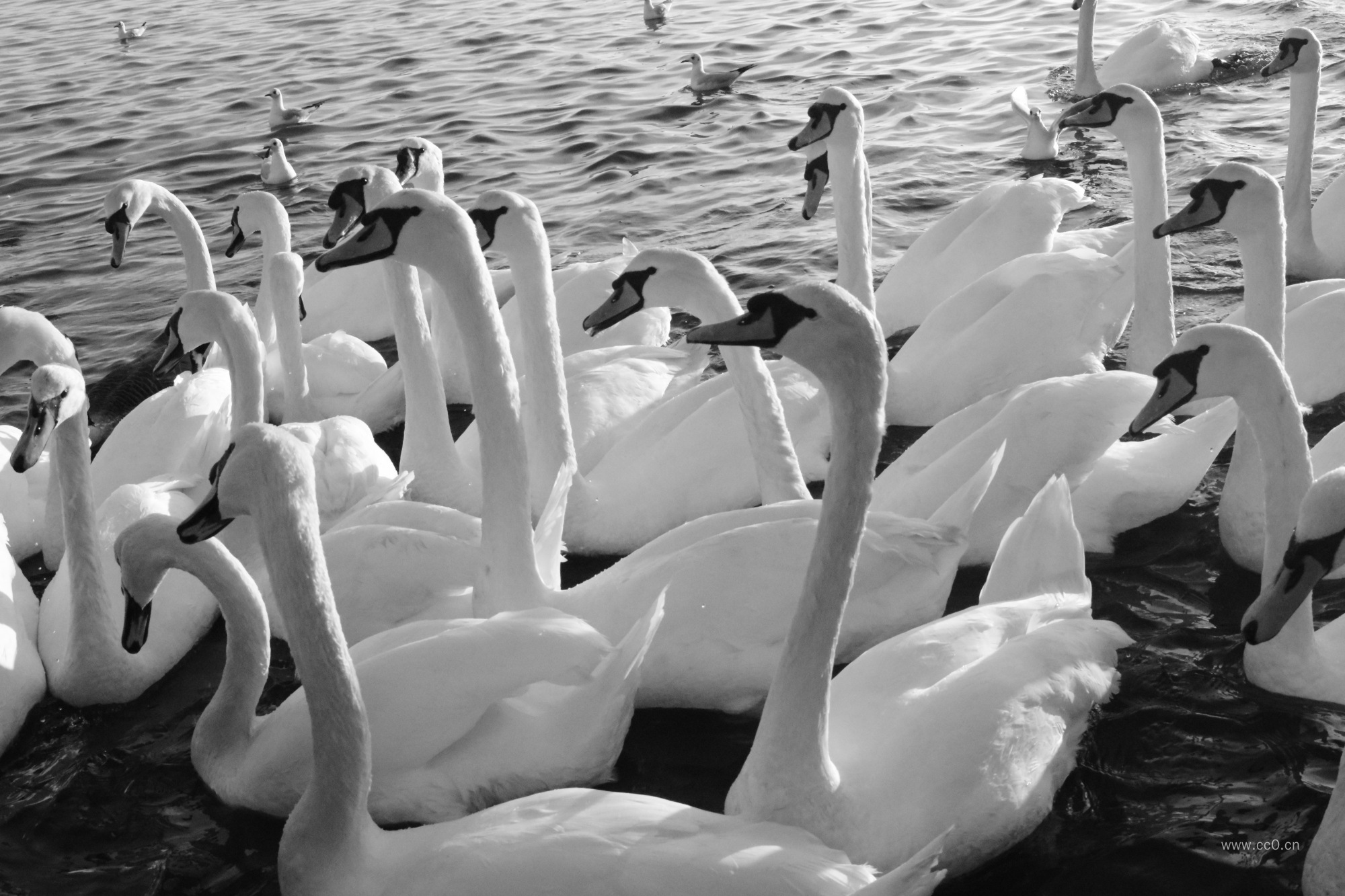 天鹅群黑白图片