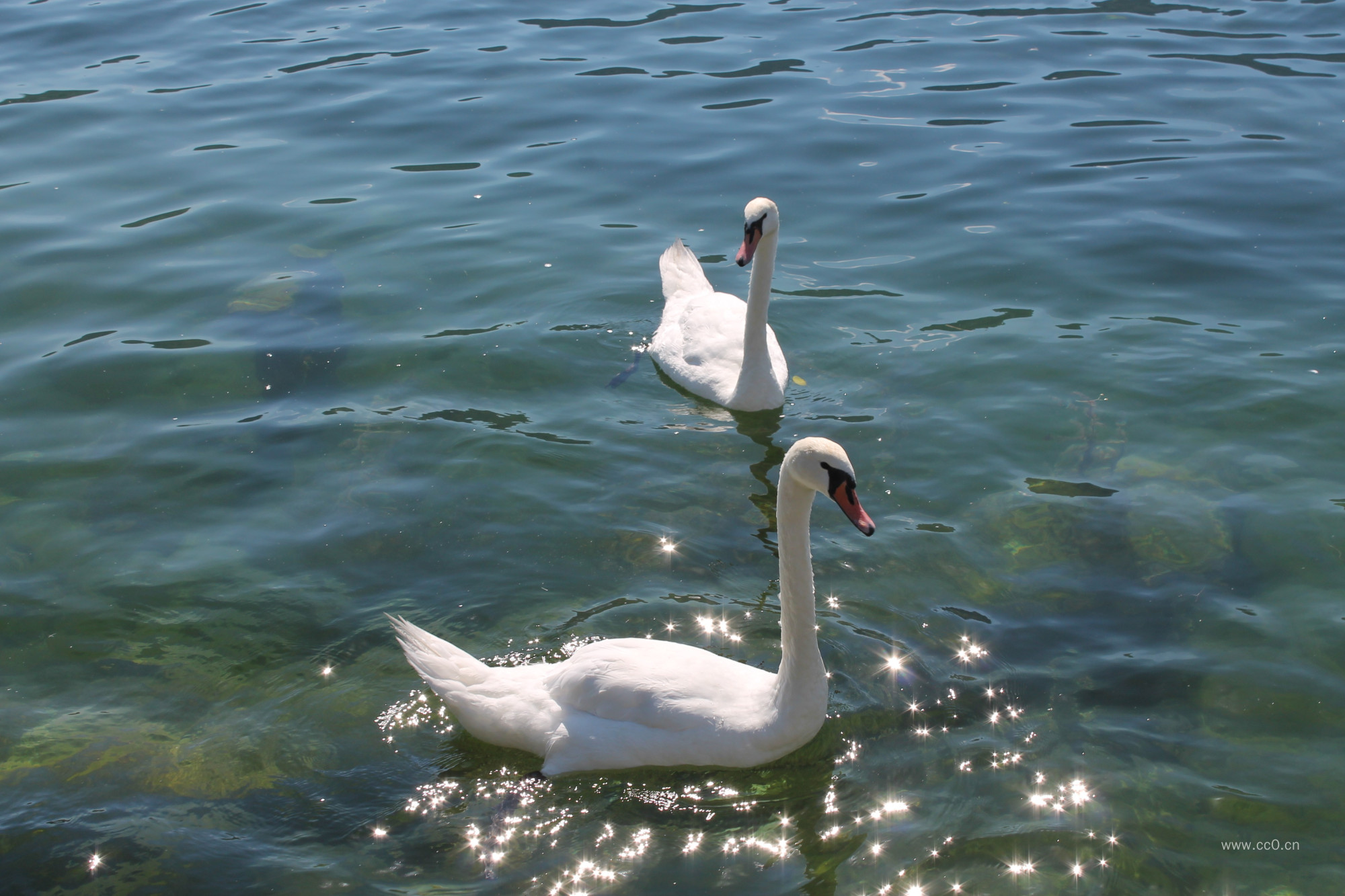 水中的两只白天鹅