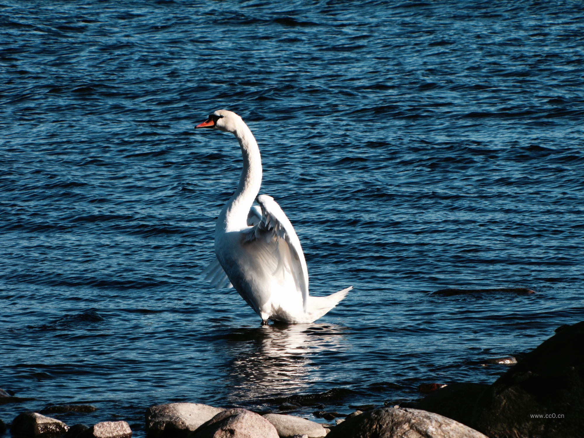 水中的白天鹅图片