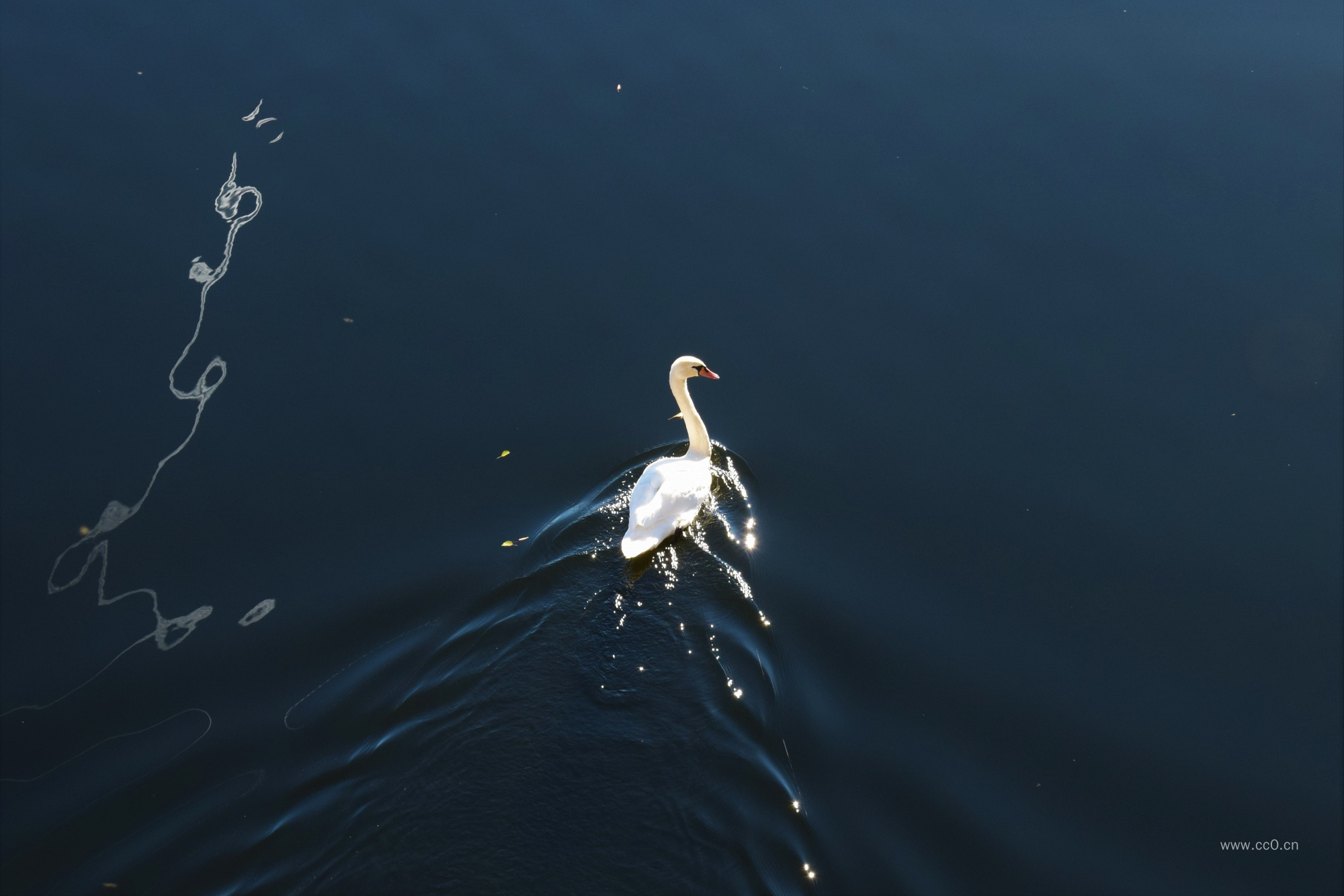 水面的一只白天鹅