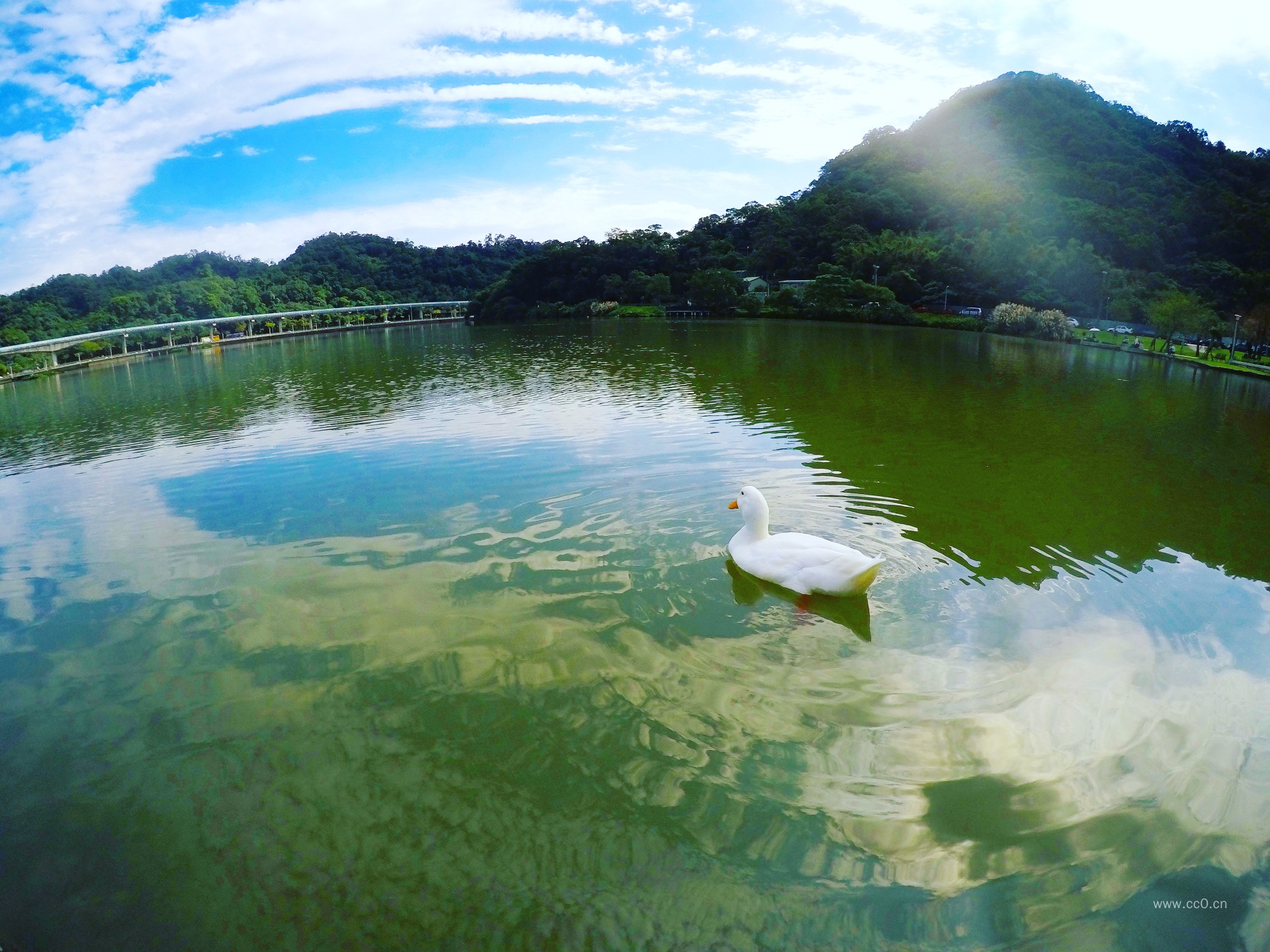 湖面的一只白天鹅图片