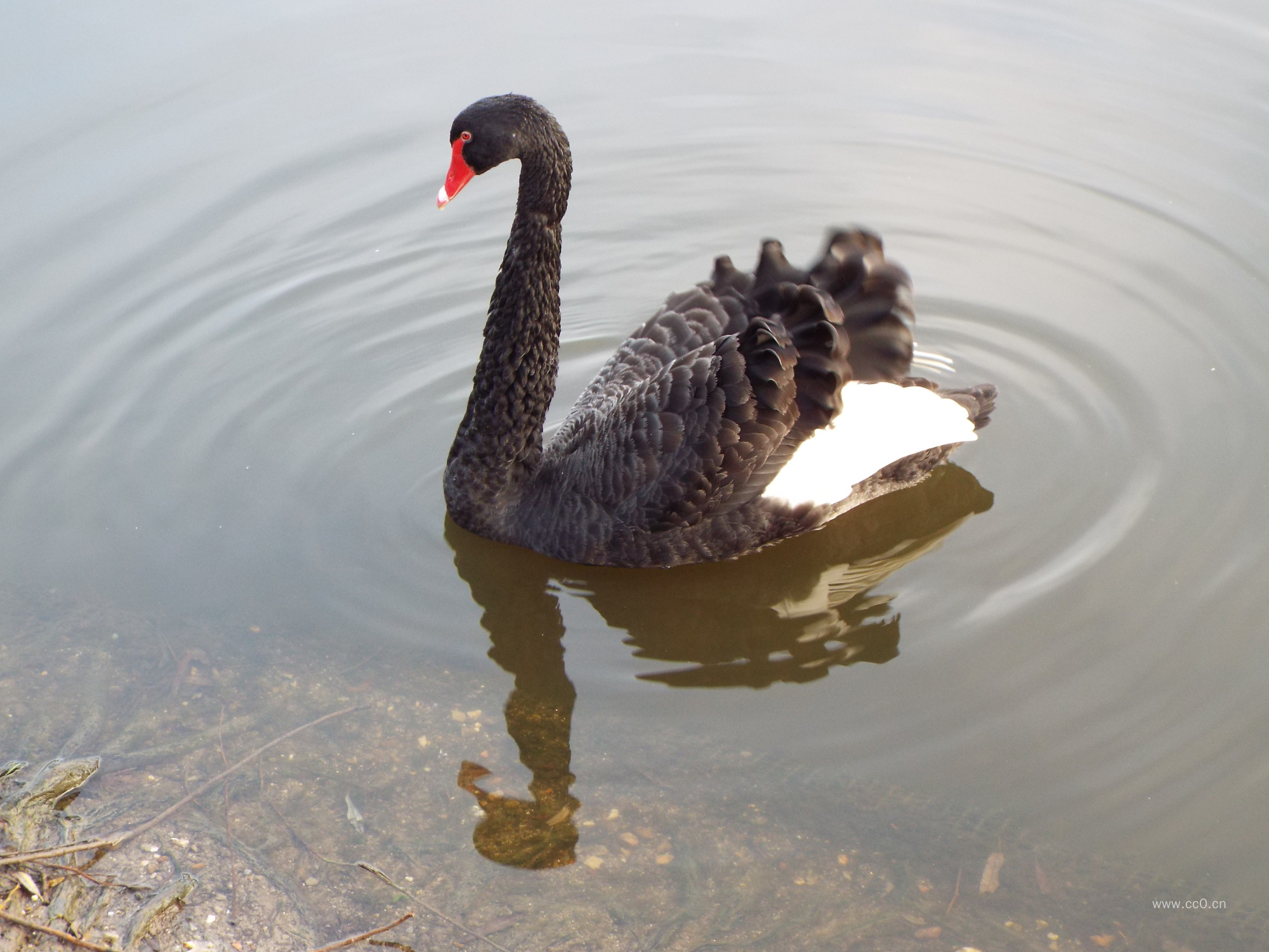 黑天鹅图片