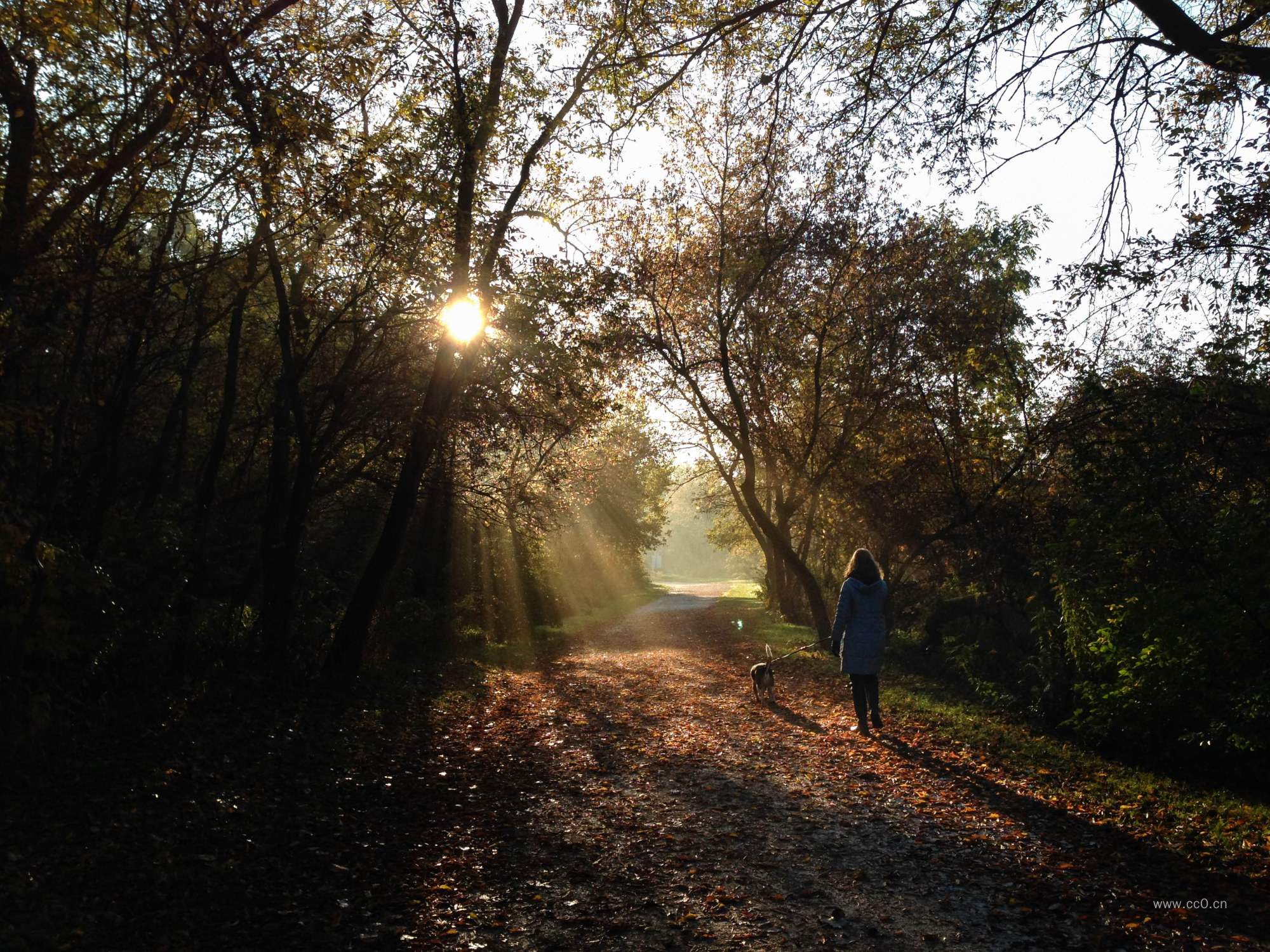 早晨阳光下树林中的道路与女生背影