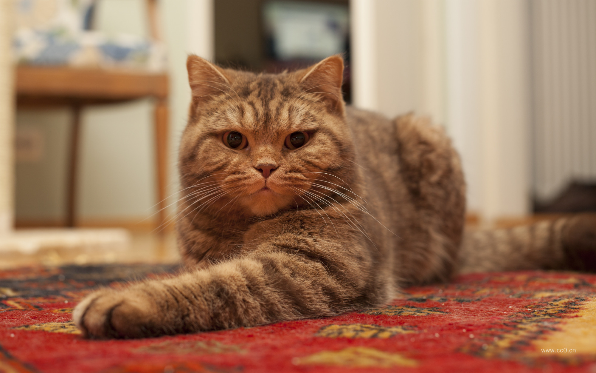 地毯上的英国短毛肥猫图片