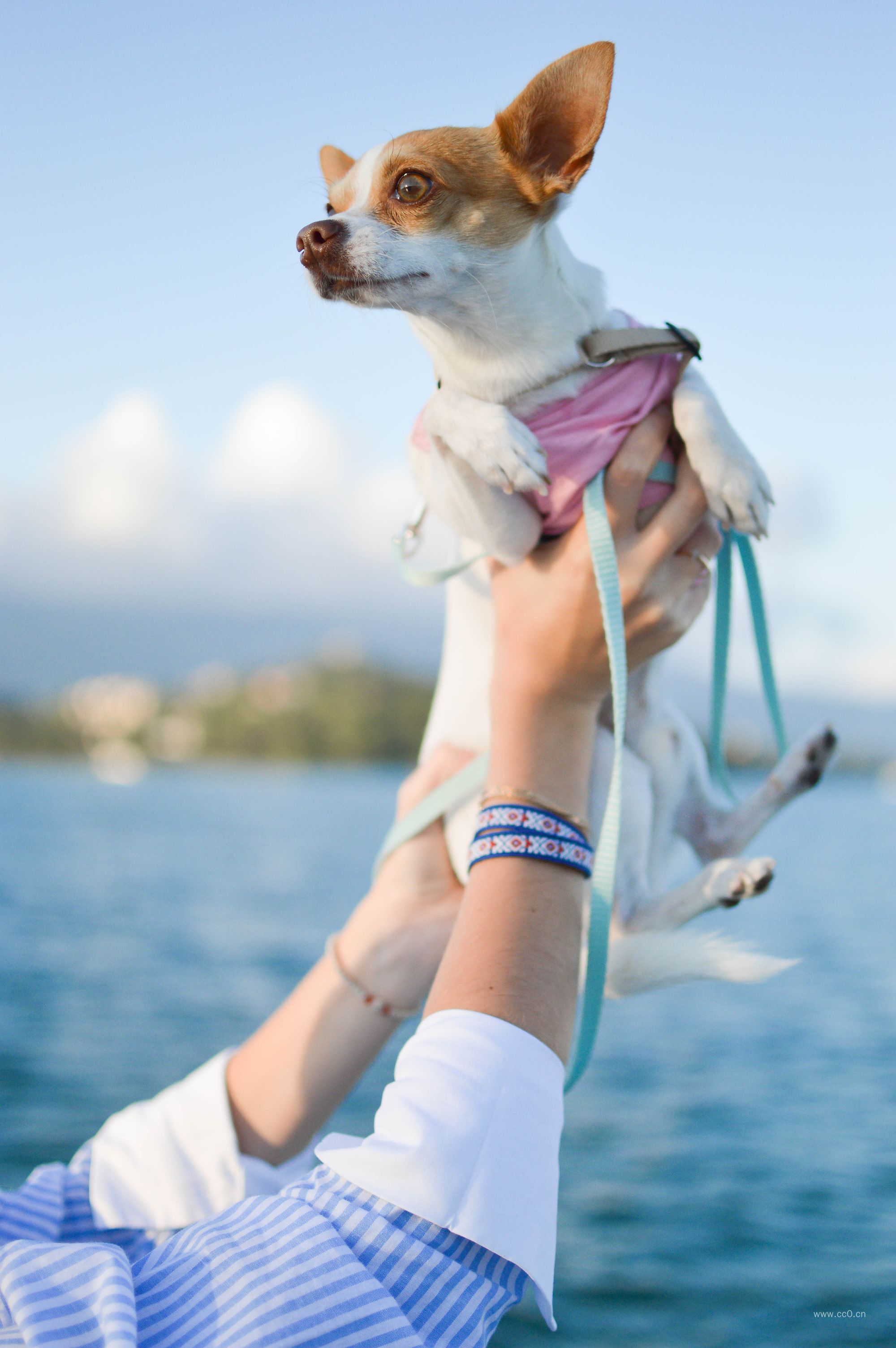 宠物狗与手的图片