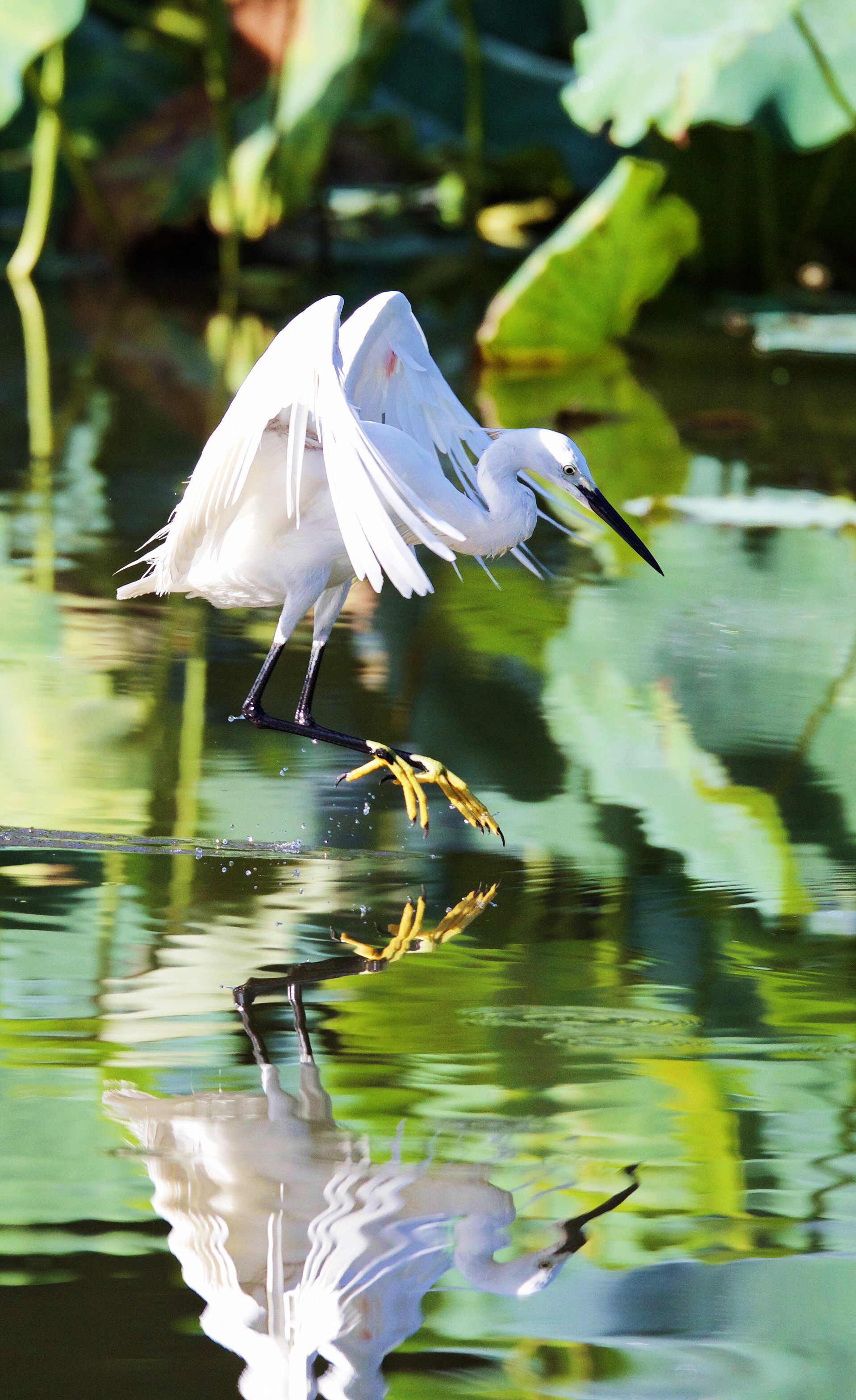 深圳洪湖公园对水照镜