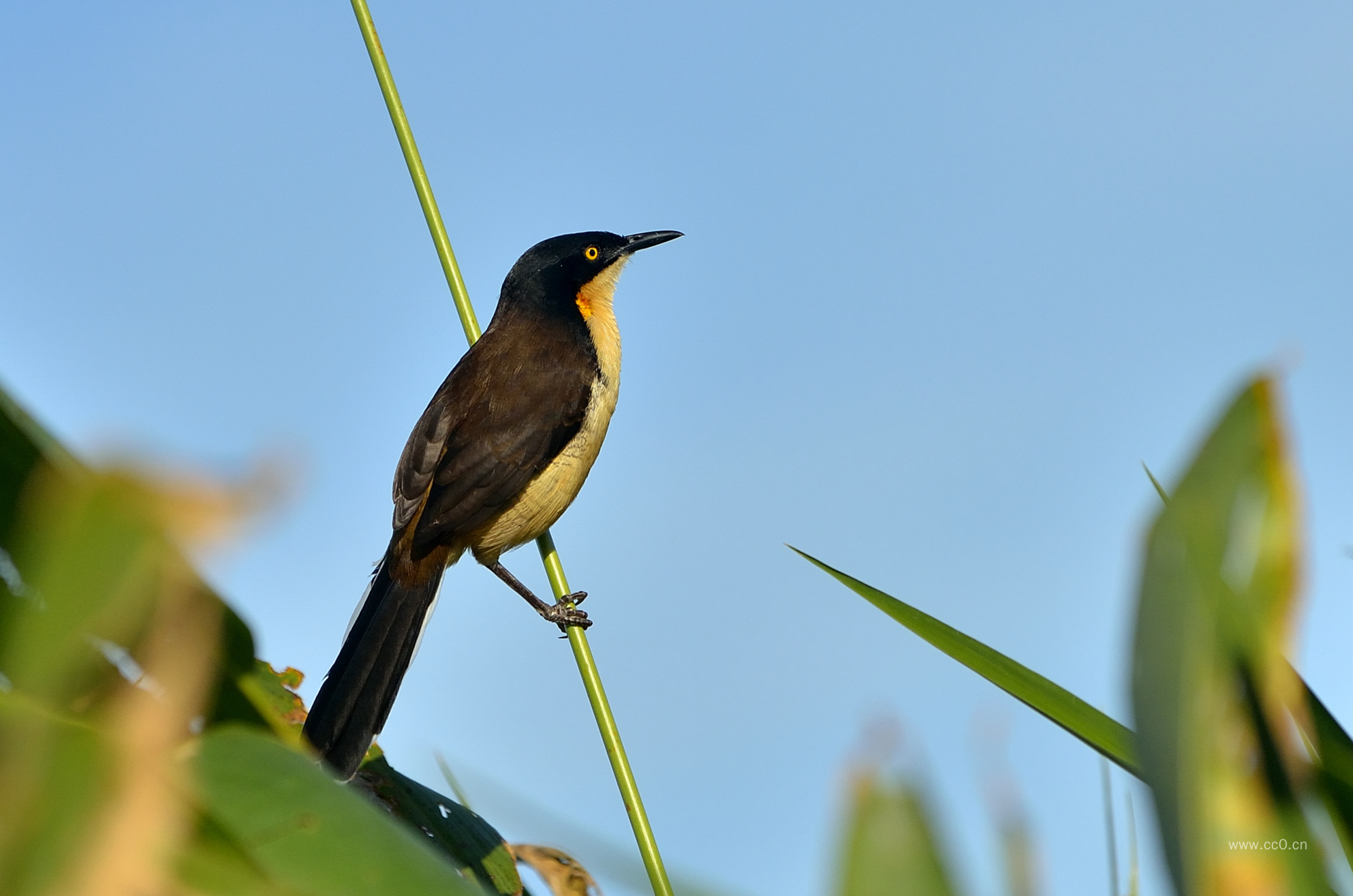 一只小鸟的图片