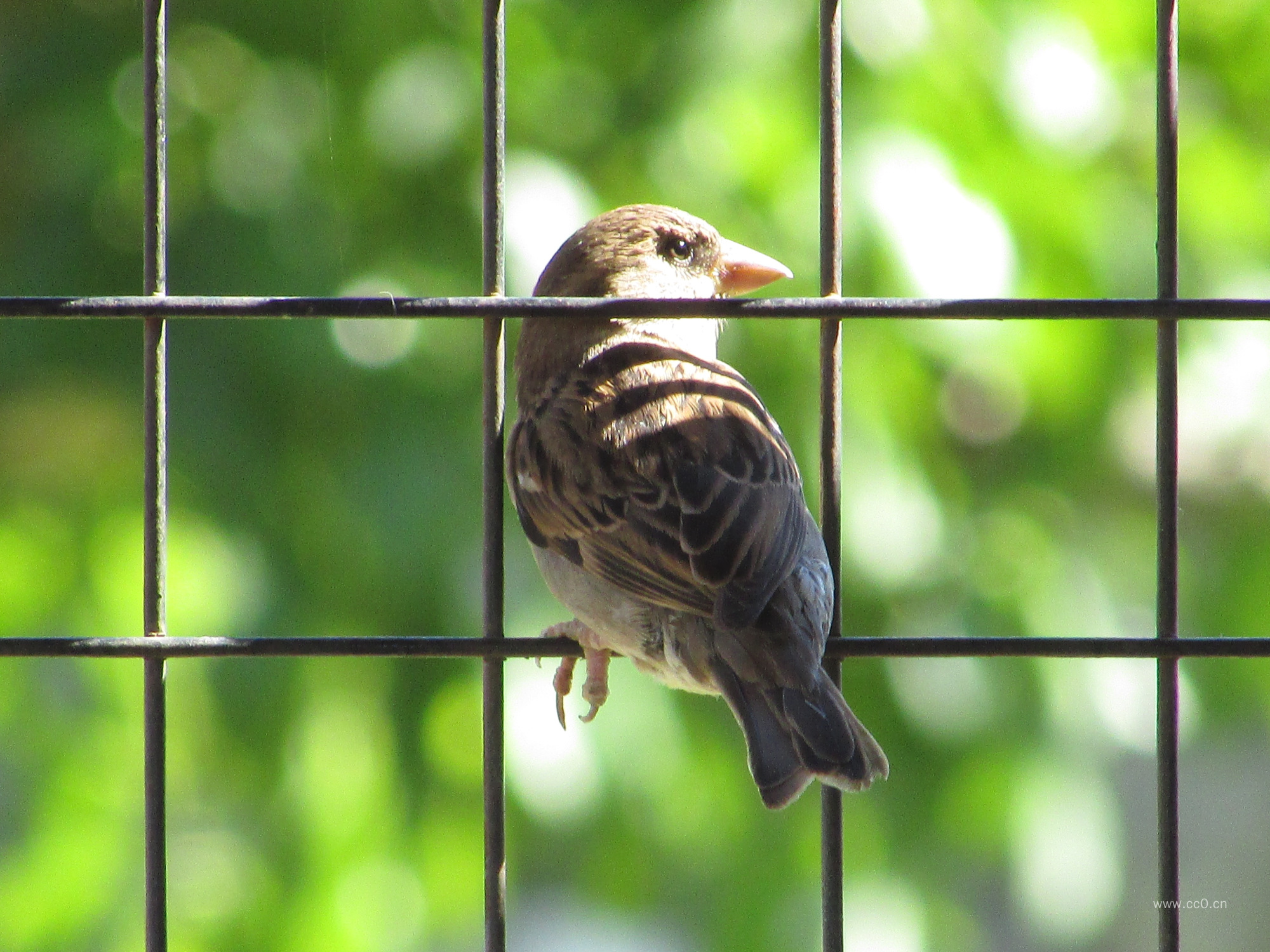 山麻雀小鸟图片