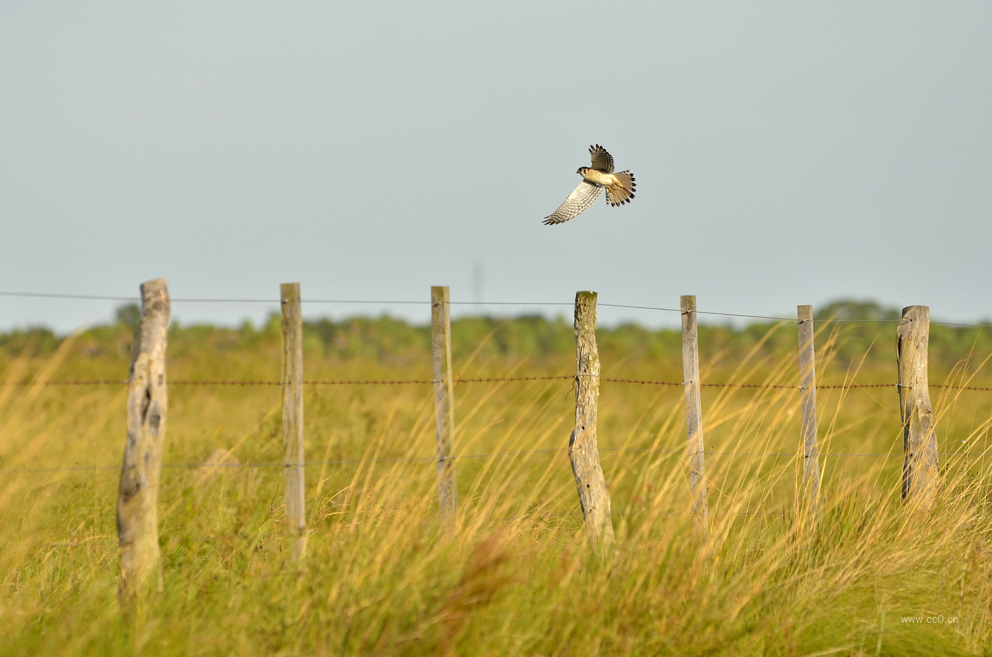 草原上的野草与栅栏