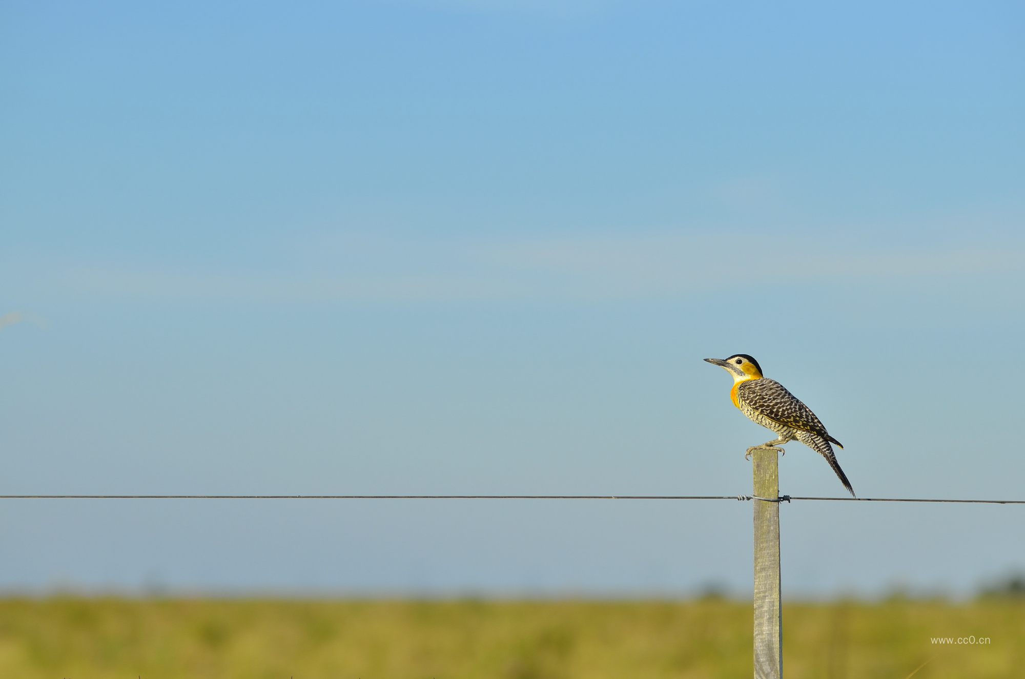 蓝天下栖息在栅栏上的小鸟