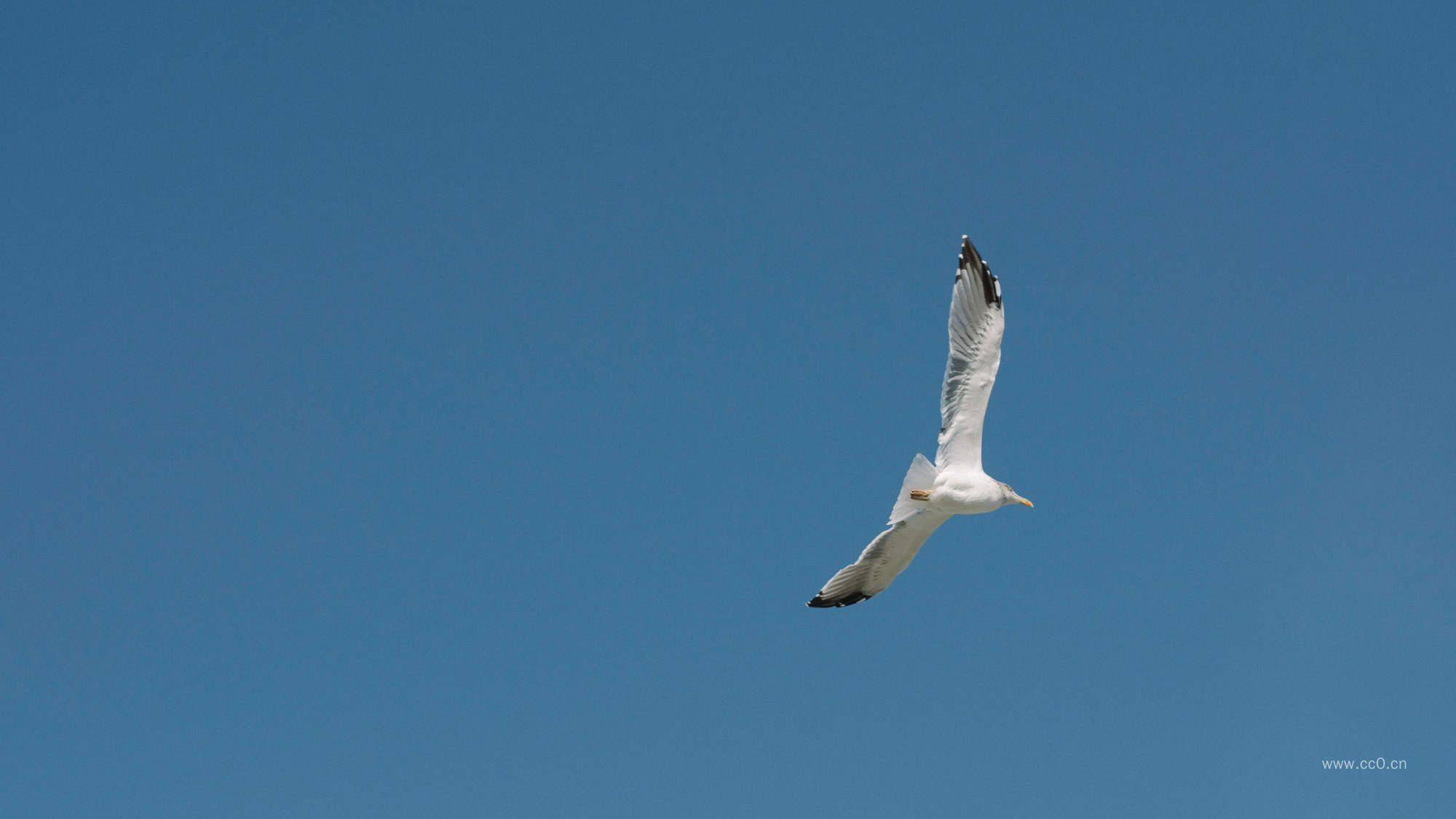 天空展翅飞翔的鸟