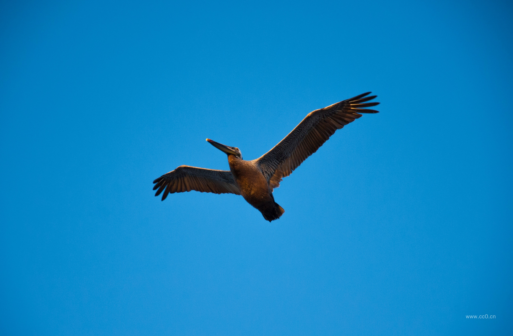 天空展翅飞翔的鸟
