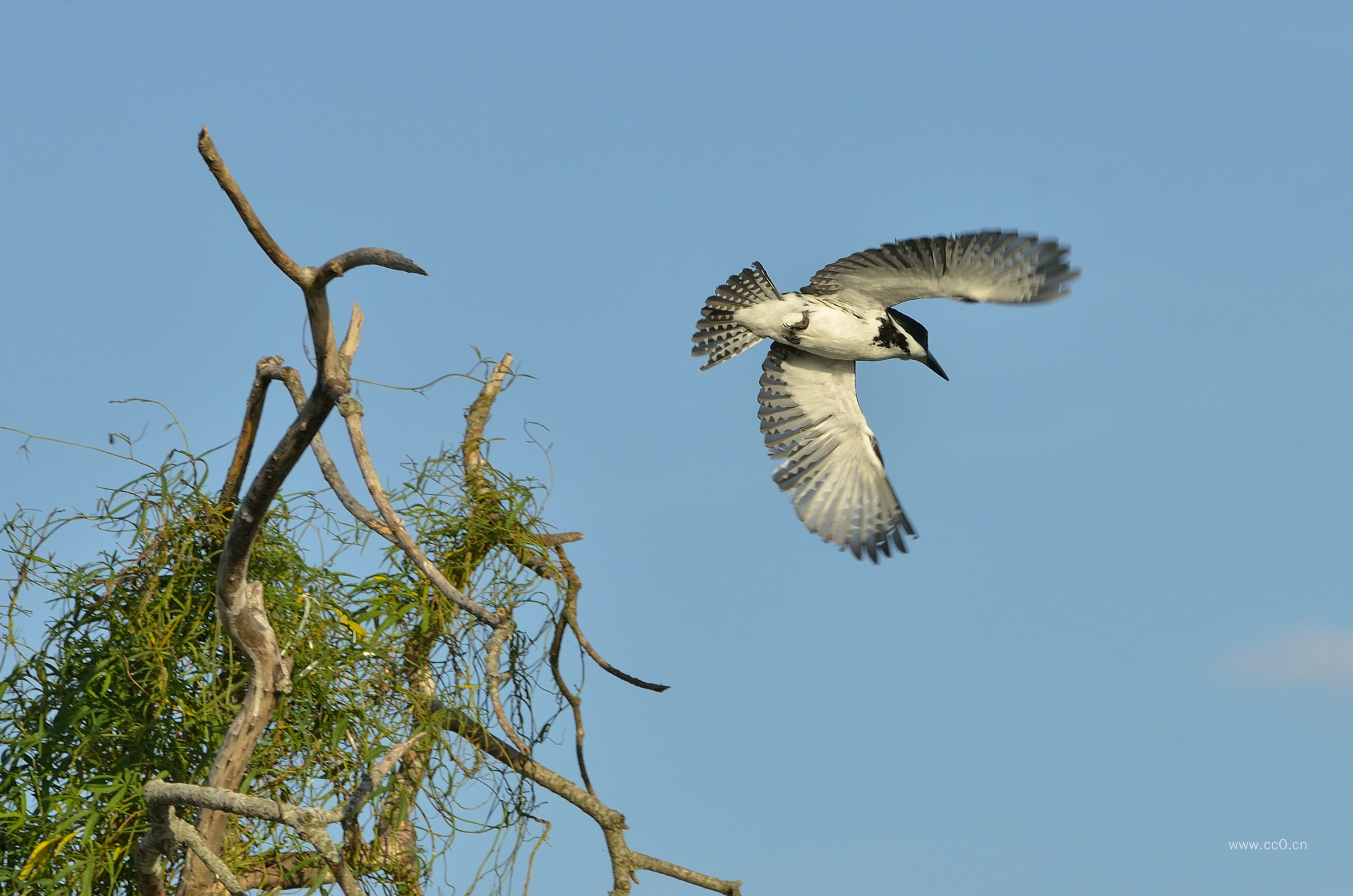 天空展翅飞翔的鸟类