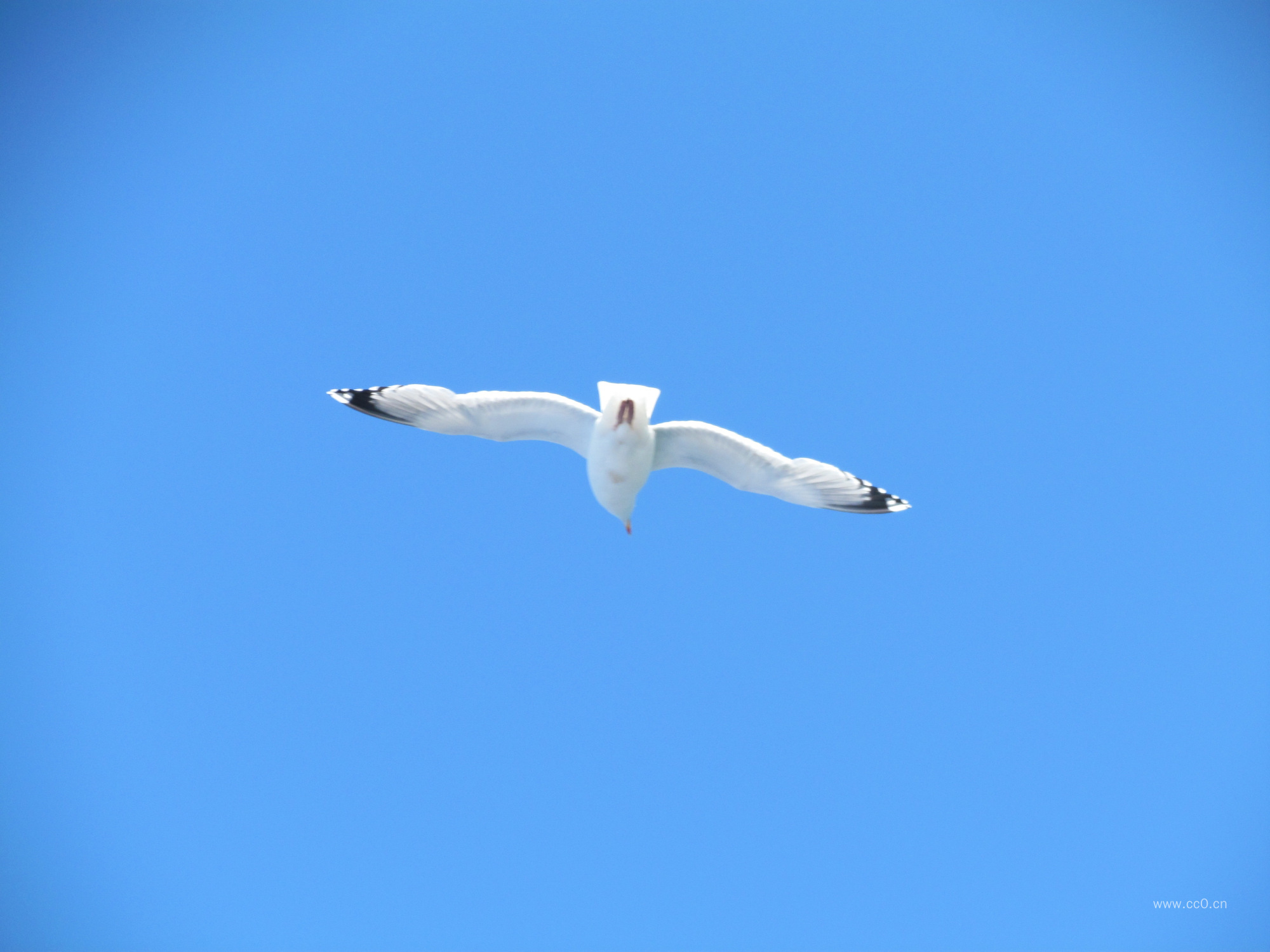 展翅翱翔的信天翁图片