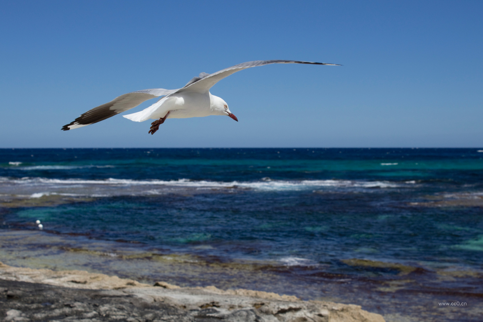 展翅飞翔的信天翁图片