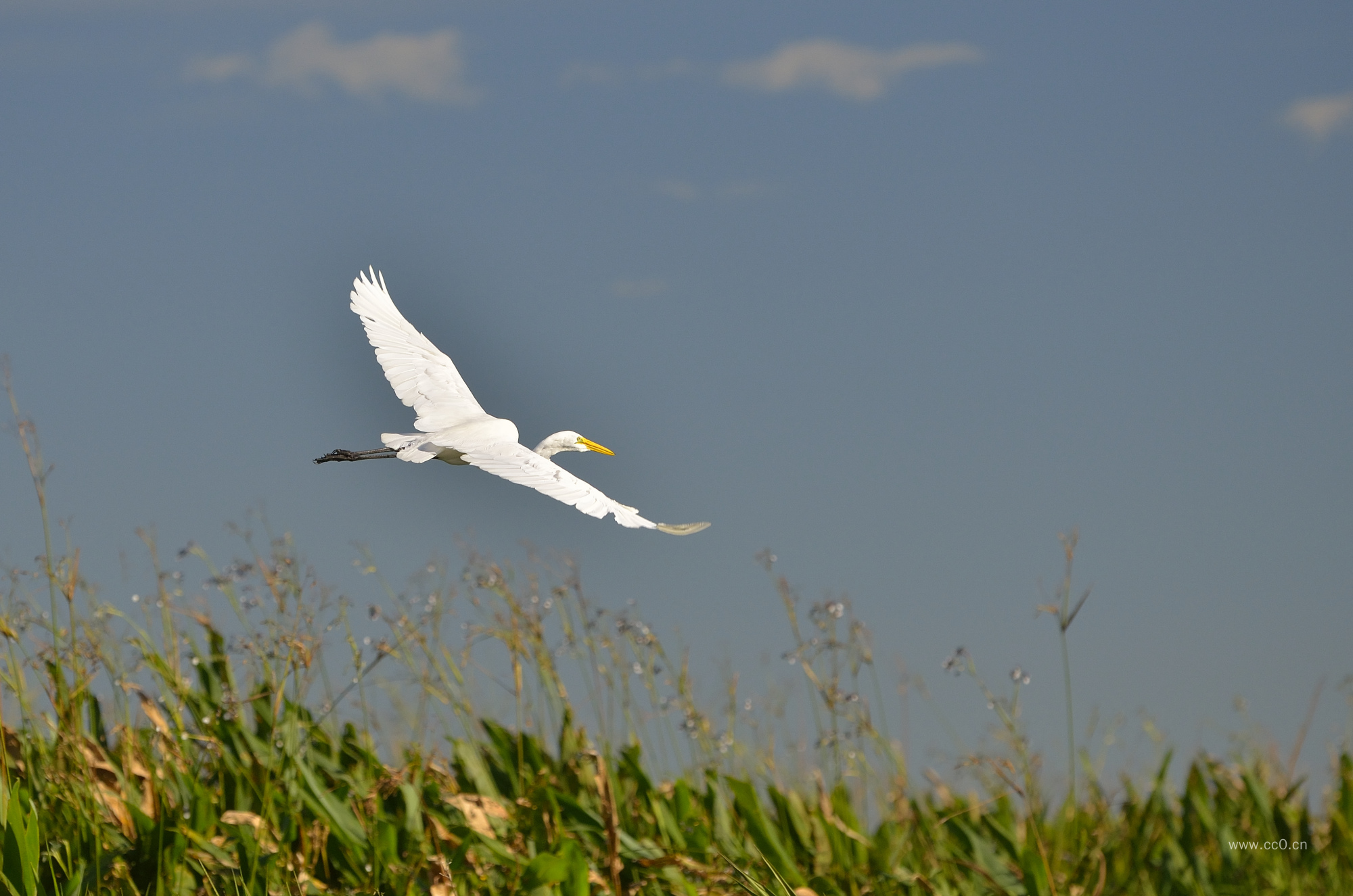 展翅飞翔的白鹭
