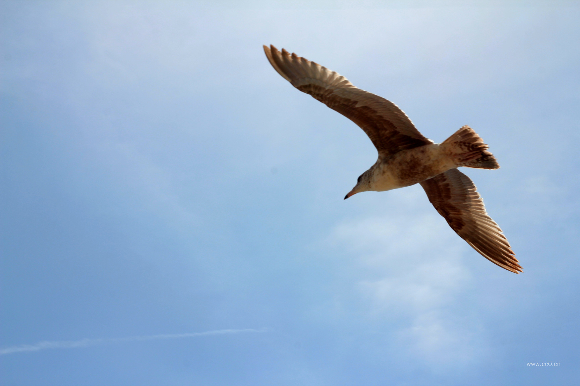 展翅飞翔的鸟图片