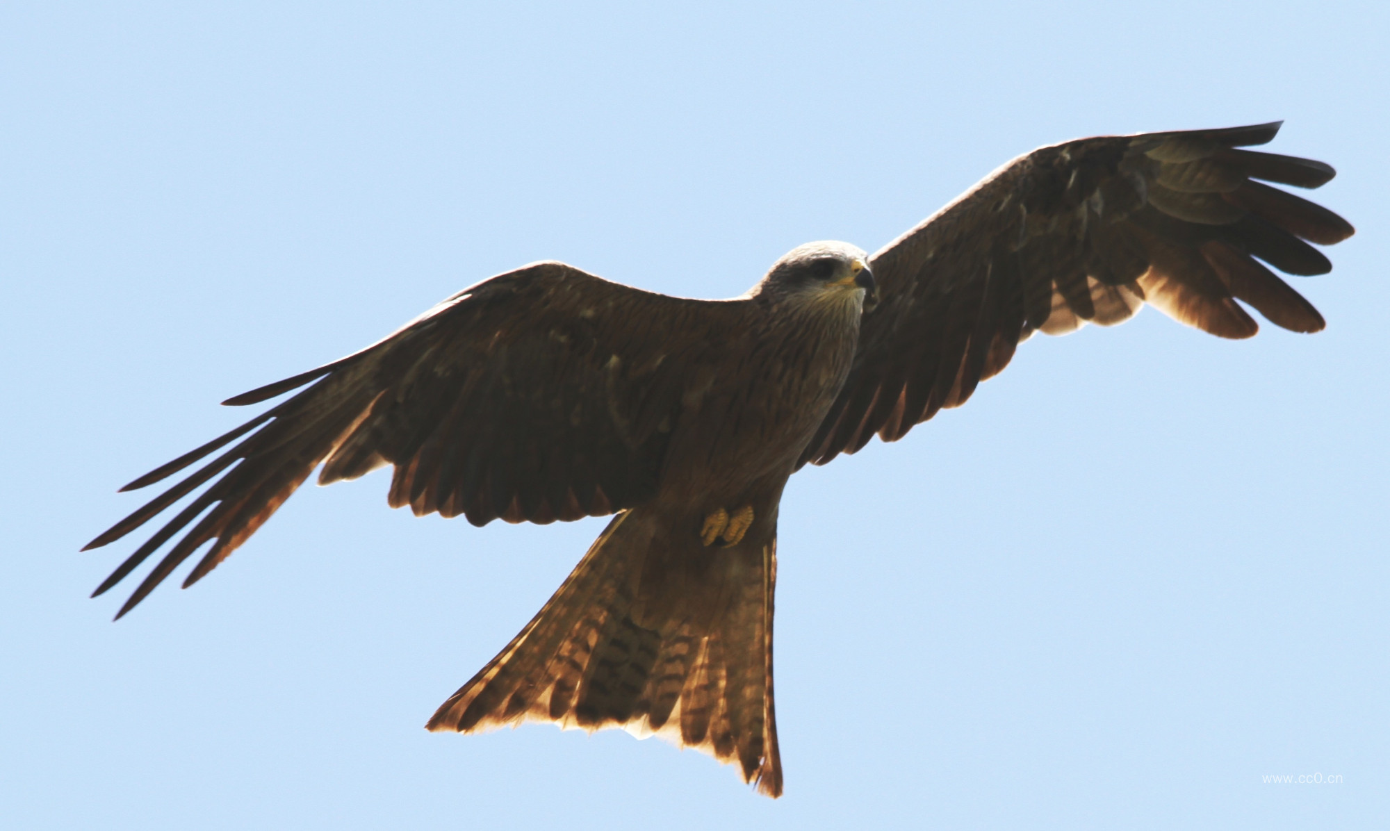 展翅飞翔的鸷鸟图片
