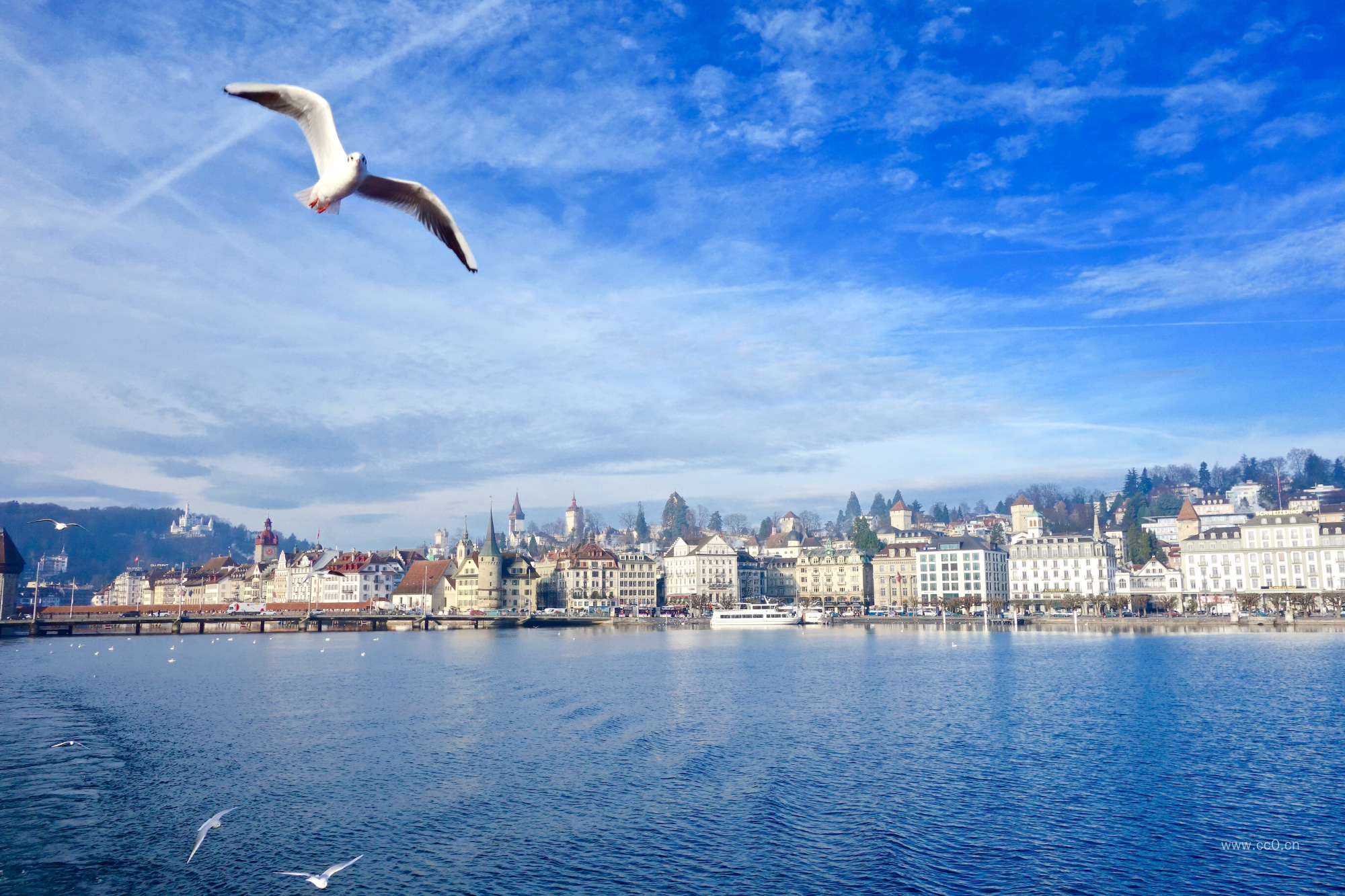 海边建筑群与飞翔的海鸥图片