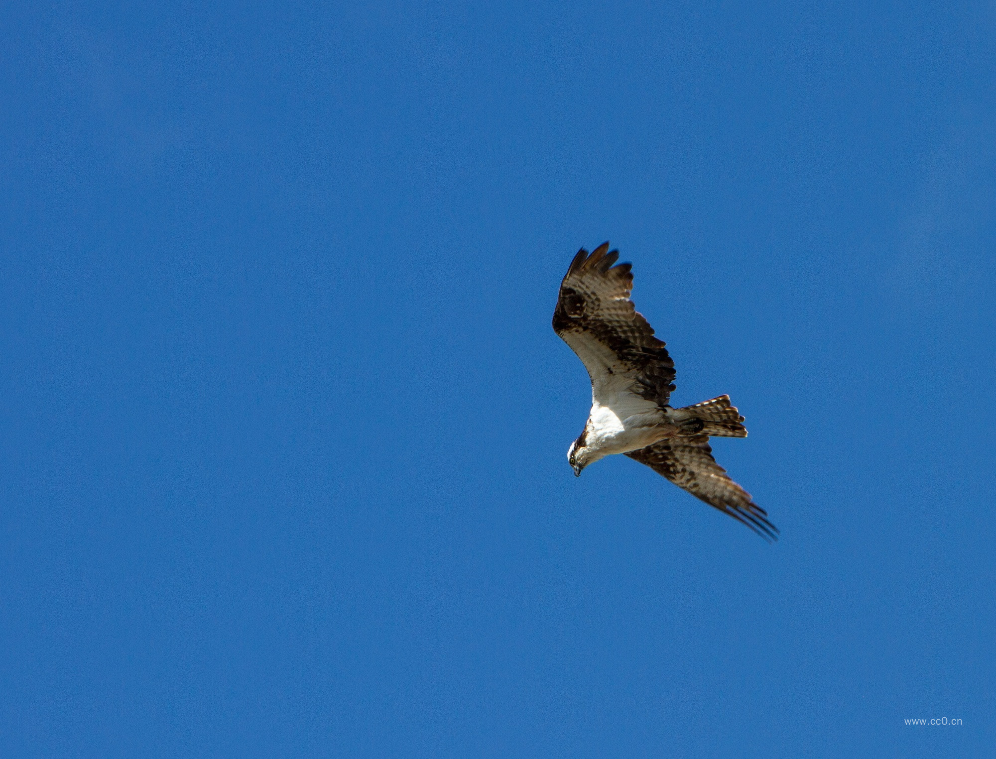 蓝天中展翅飞翔的鱼鹰