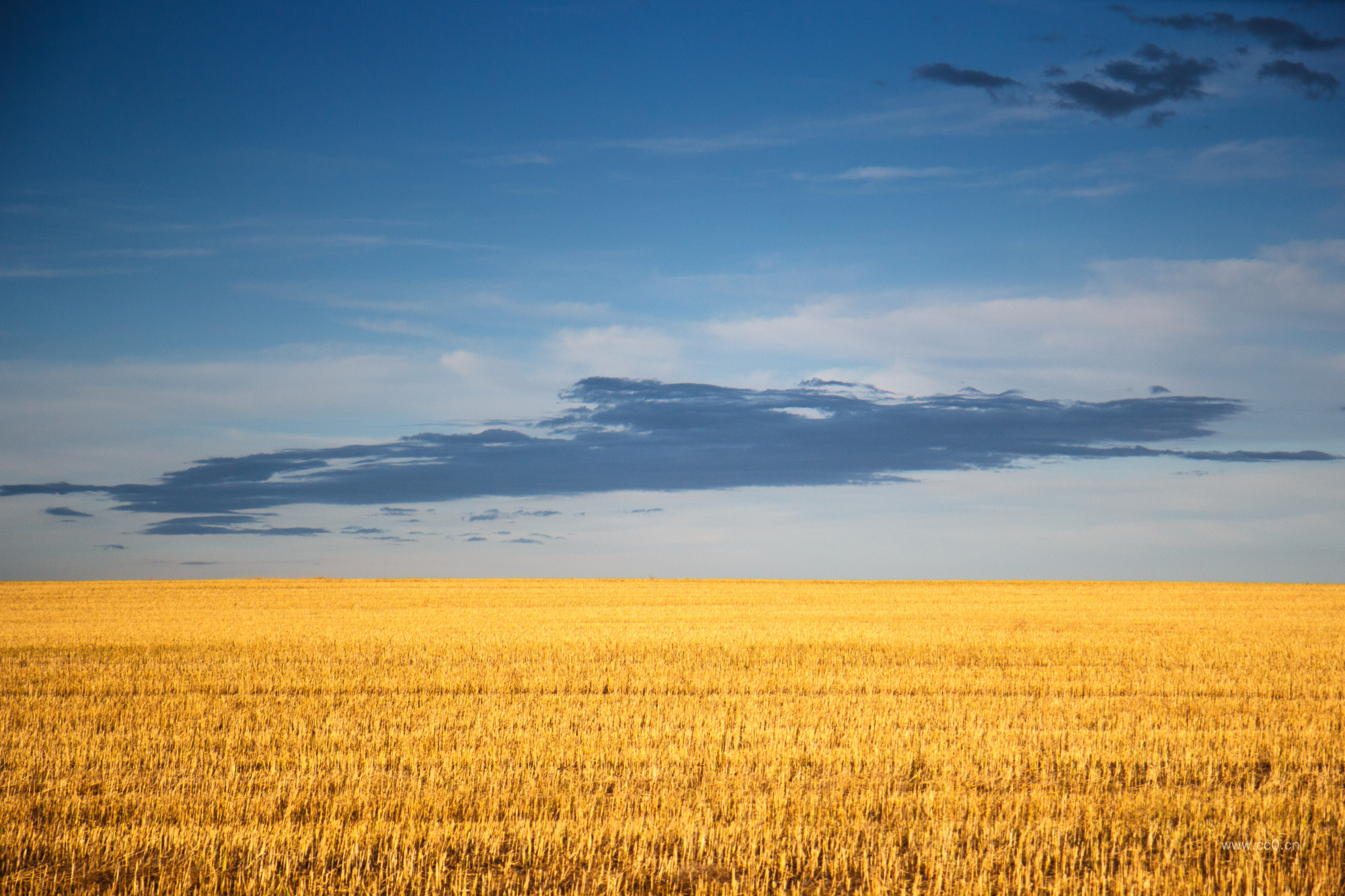 收割后的麦田风景