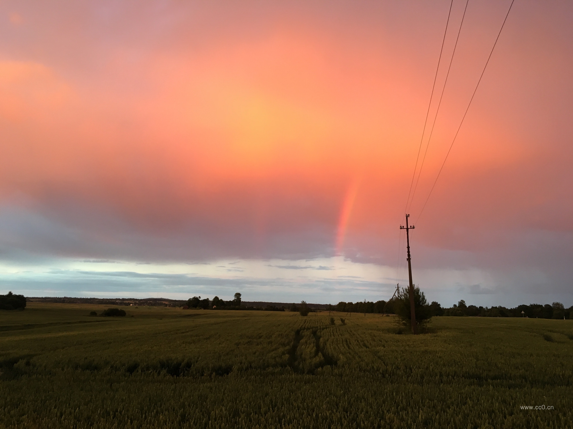 黄昏天空与平原的麦田风景